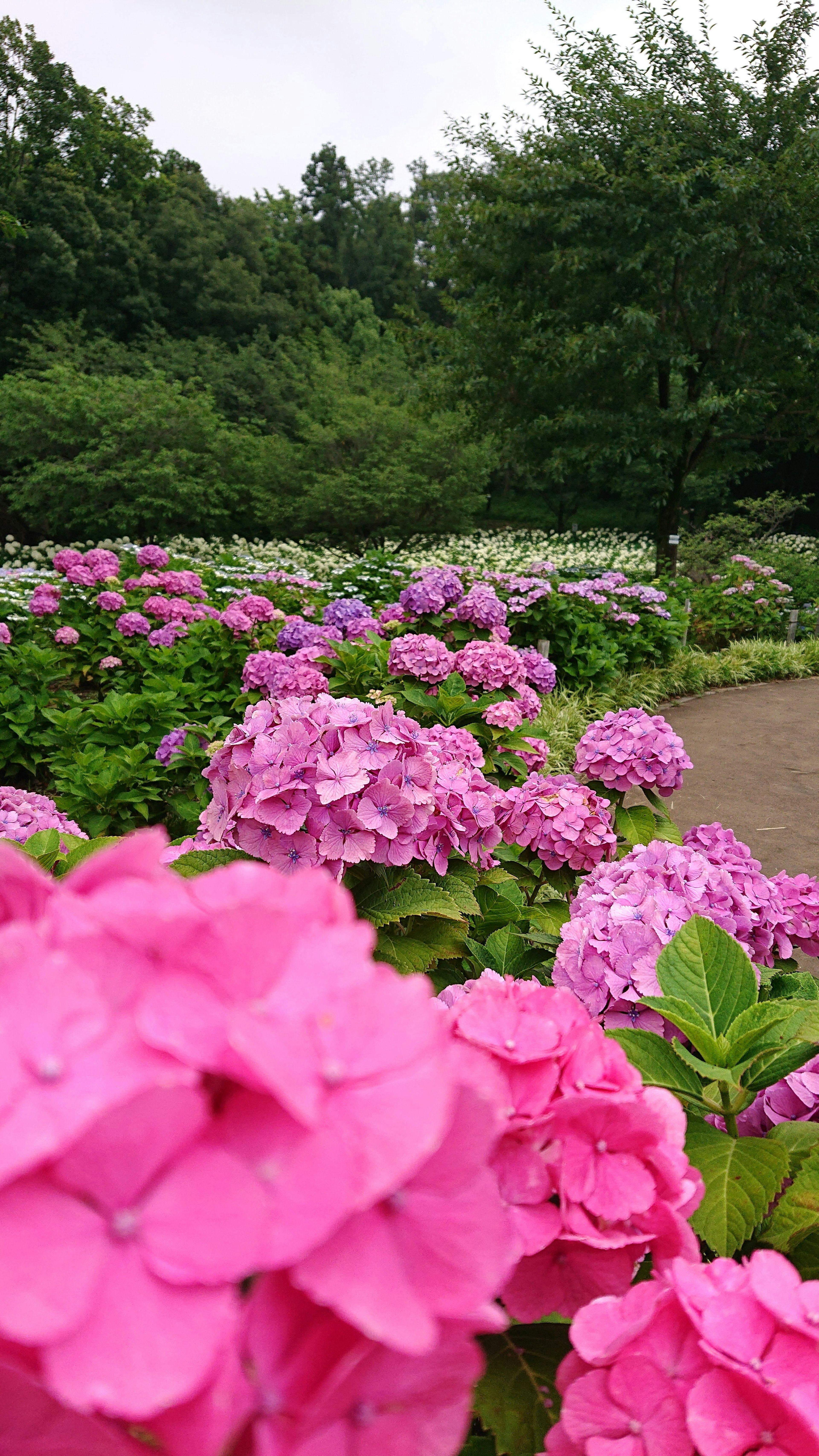 Üppige Gartenszene voller lebhafter rosa Hortensien