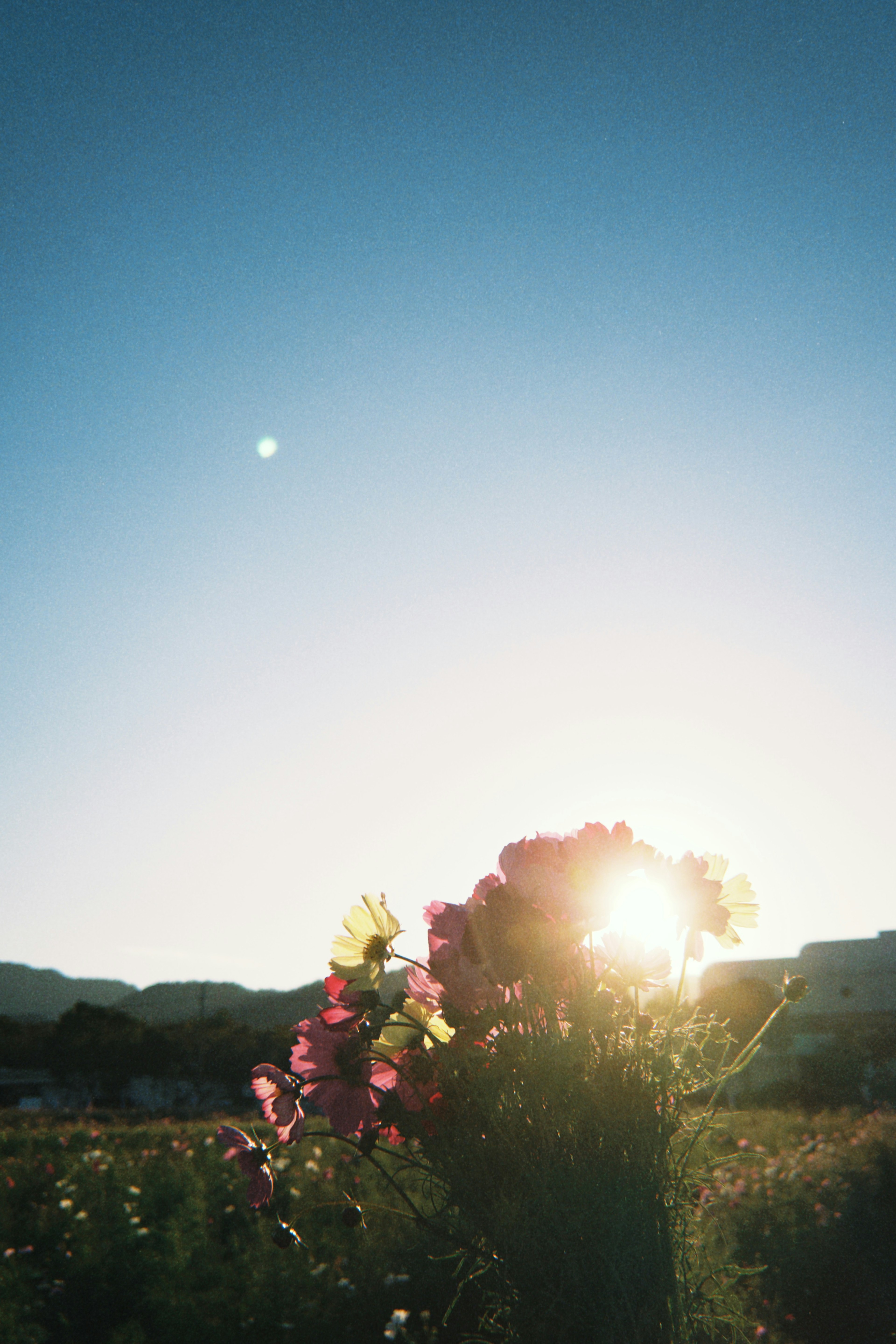 Silhouette von Blumen gegen einen Sonnenuntergang