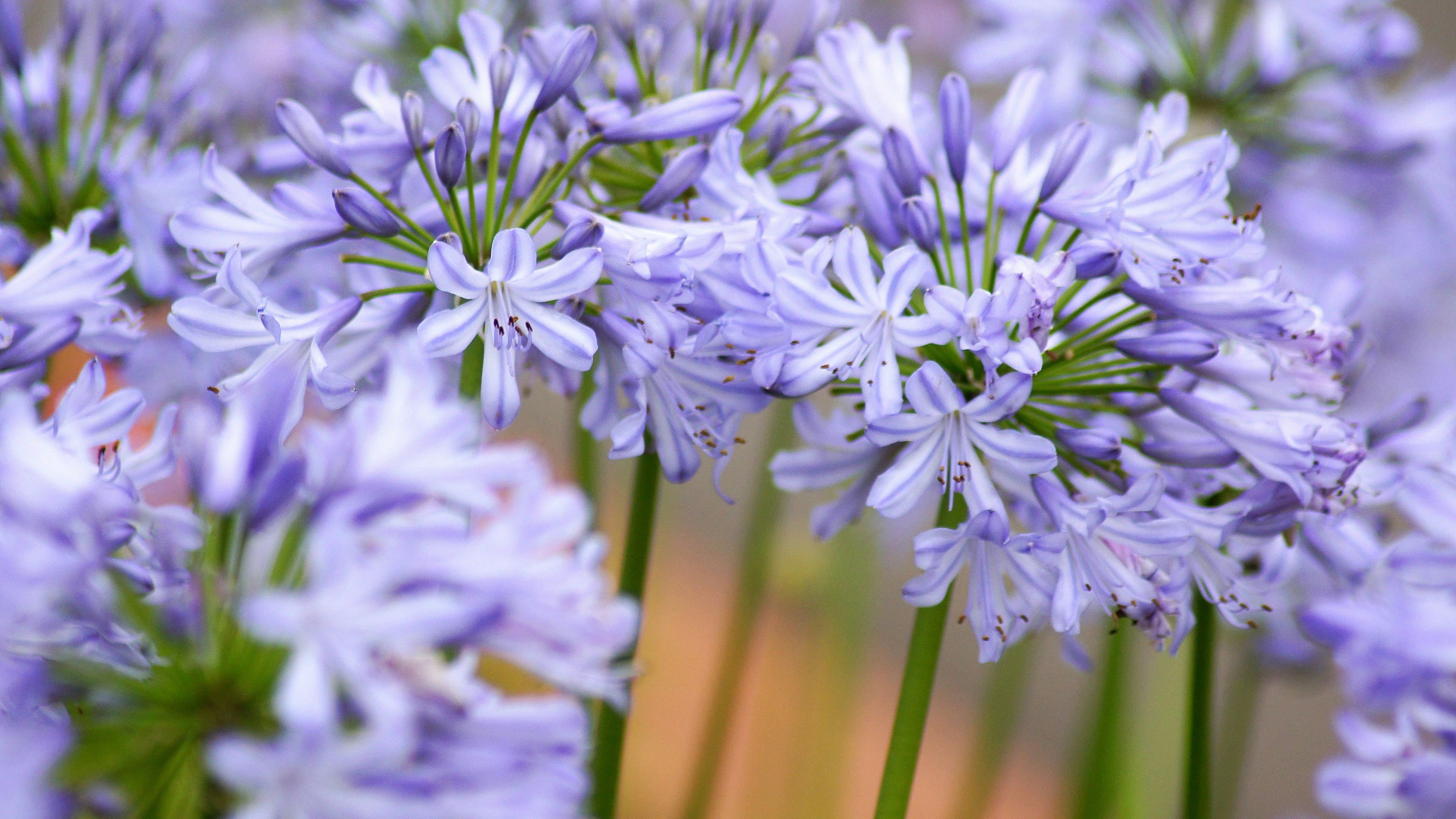 Kumpulan bunga lavender halus yang sedang mekar