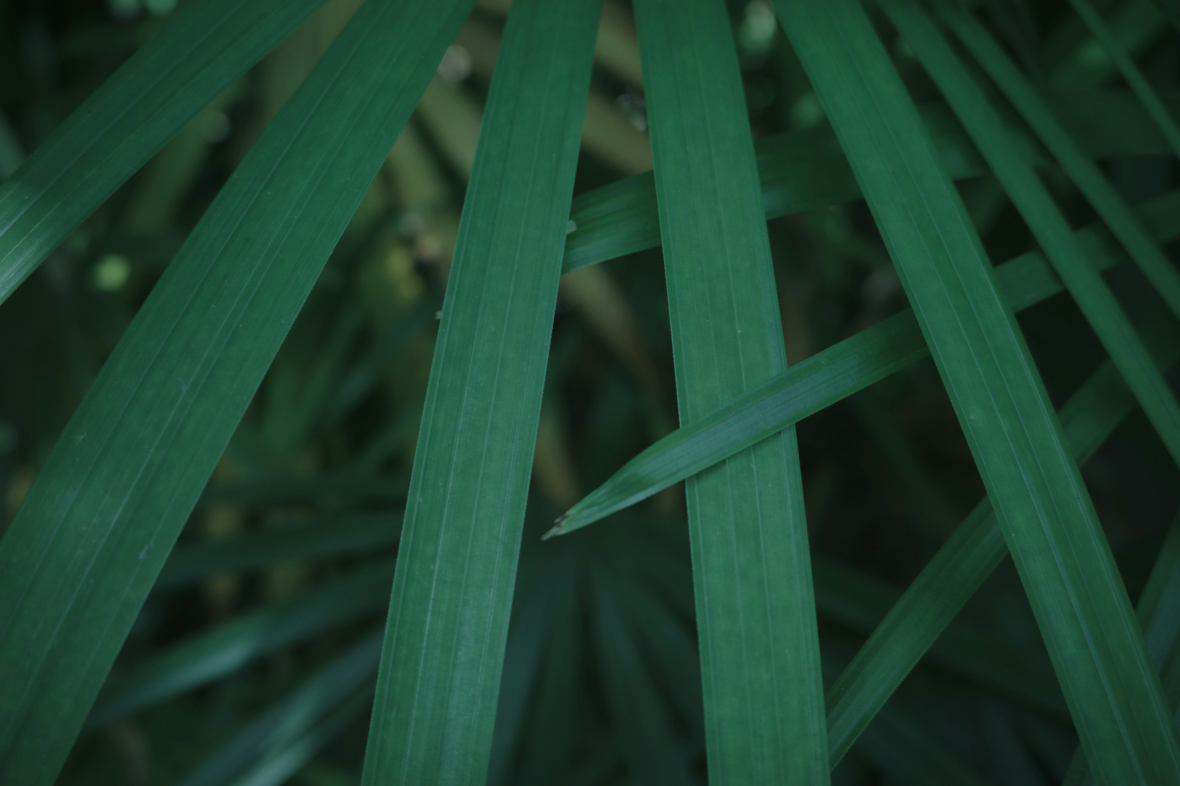 ภาพแสดงใบไม้สีเขียวที่ซ้อนกันในลำดับที่หนาแน่น