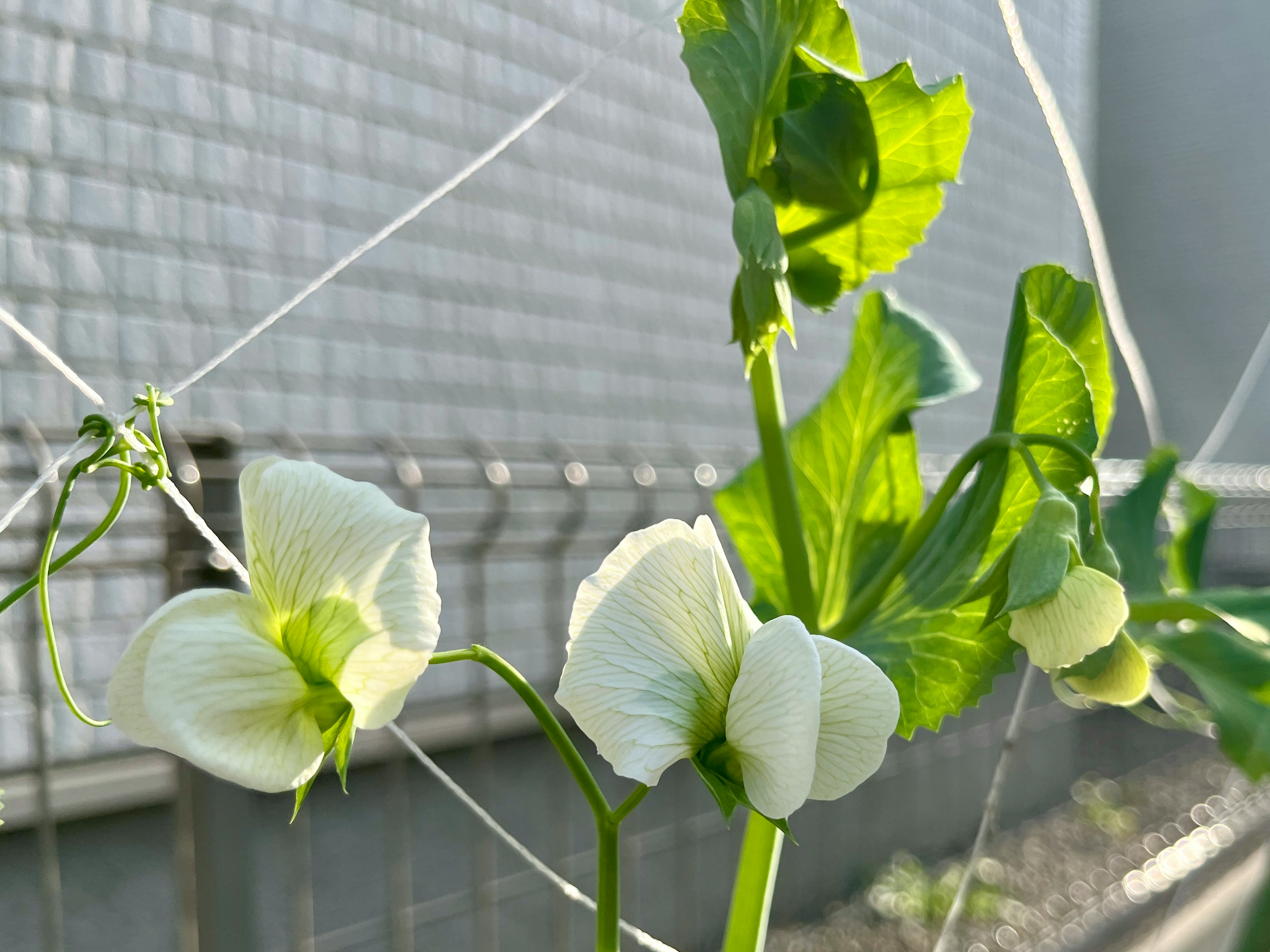 Weiße Erbsenblüten umgeben von grünen Blättern