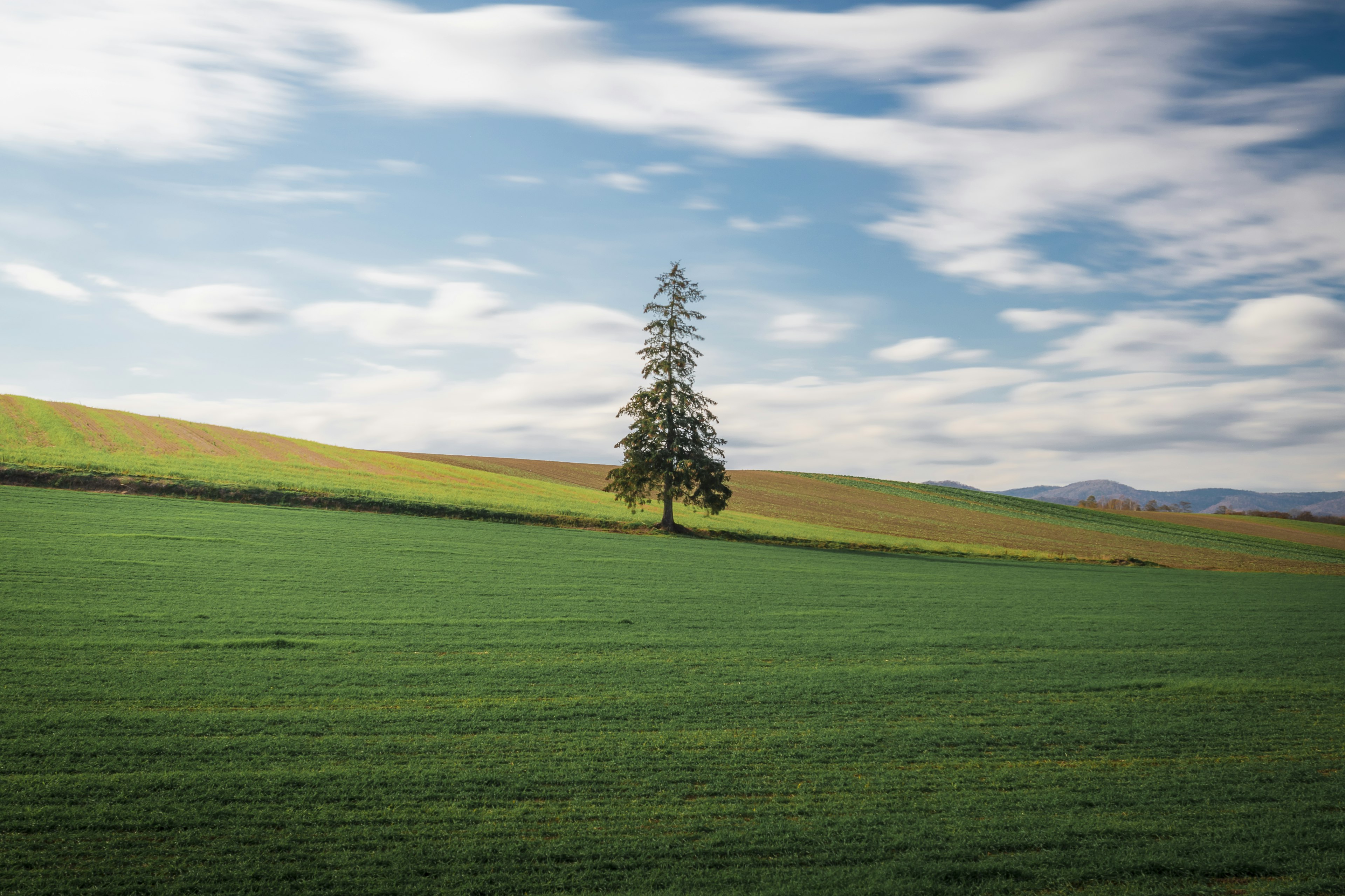 Un arbre solitaire se tenant dans un champ vert sous un ciel bleu