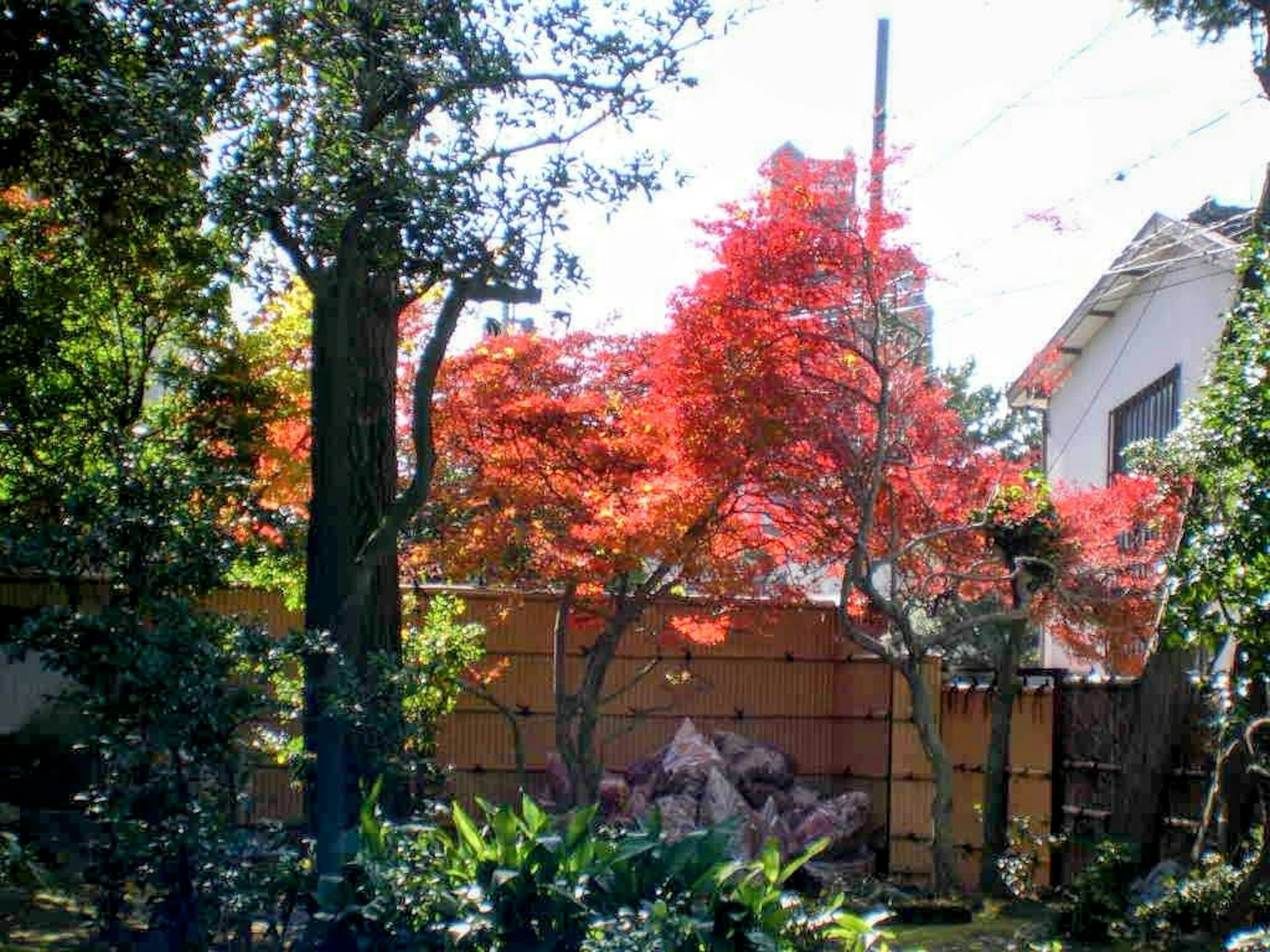 Landscape featuring a vibrant red maple tree and lush green foliage