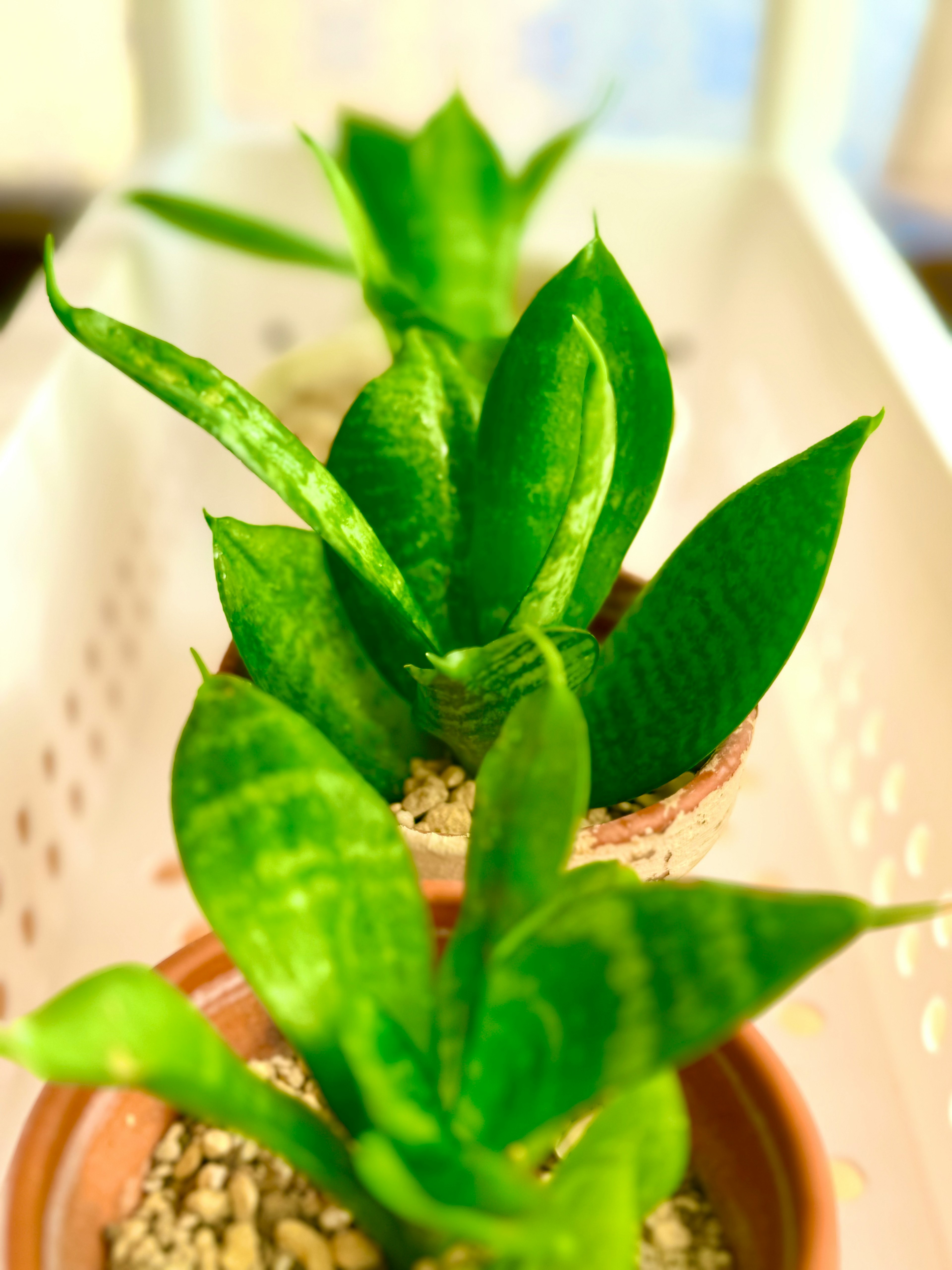 Une rangée de plantes Sansevieria avec des feuilles vertes vives