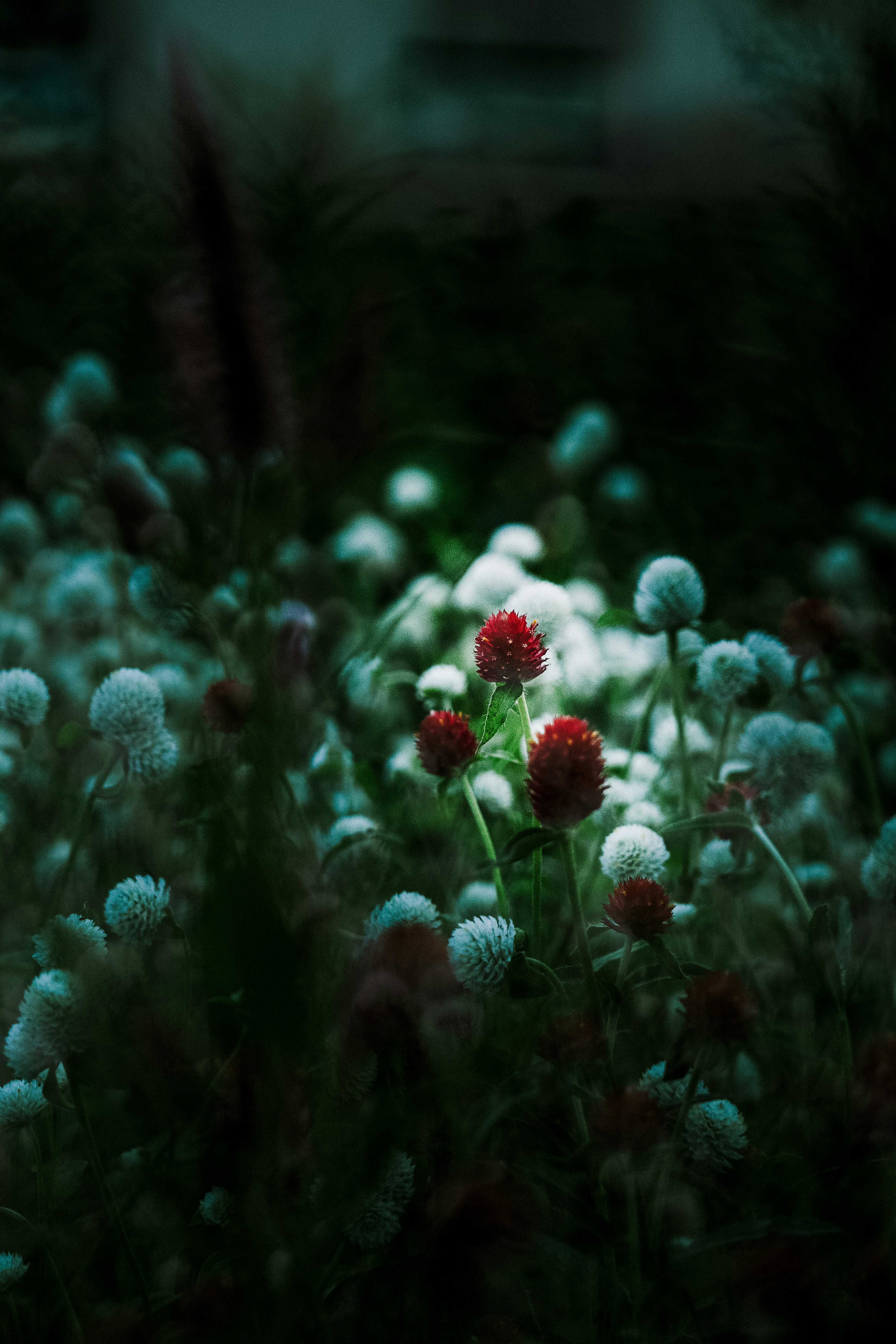 Un groupe de fleurs rouges et blanches illuminées sur un fond sombre