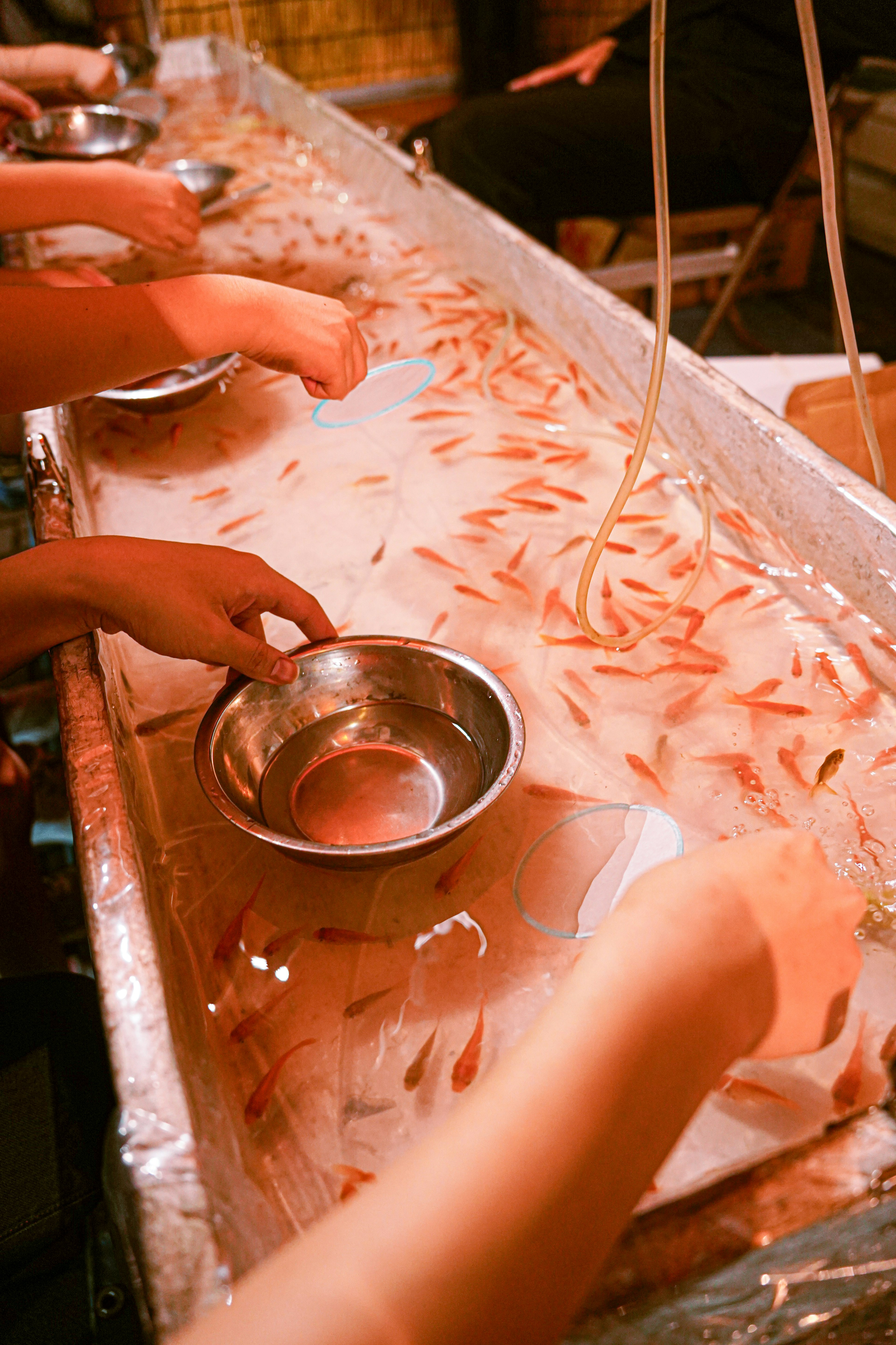 Un evento de captura de peces de colores mostrando muchos peces nadando en el agua con manos de personas intentando atraparlos