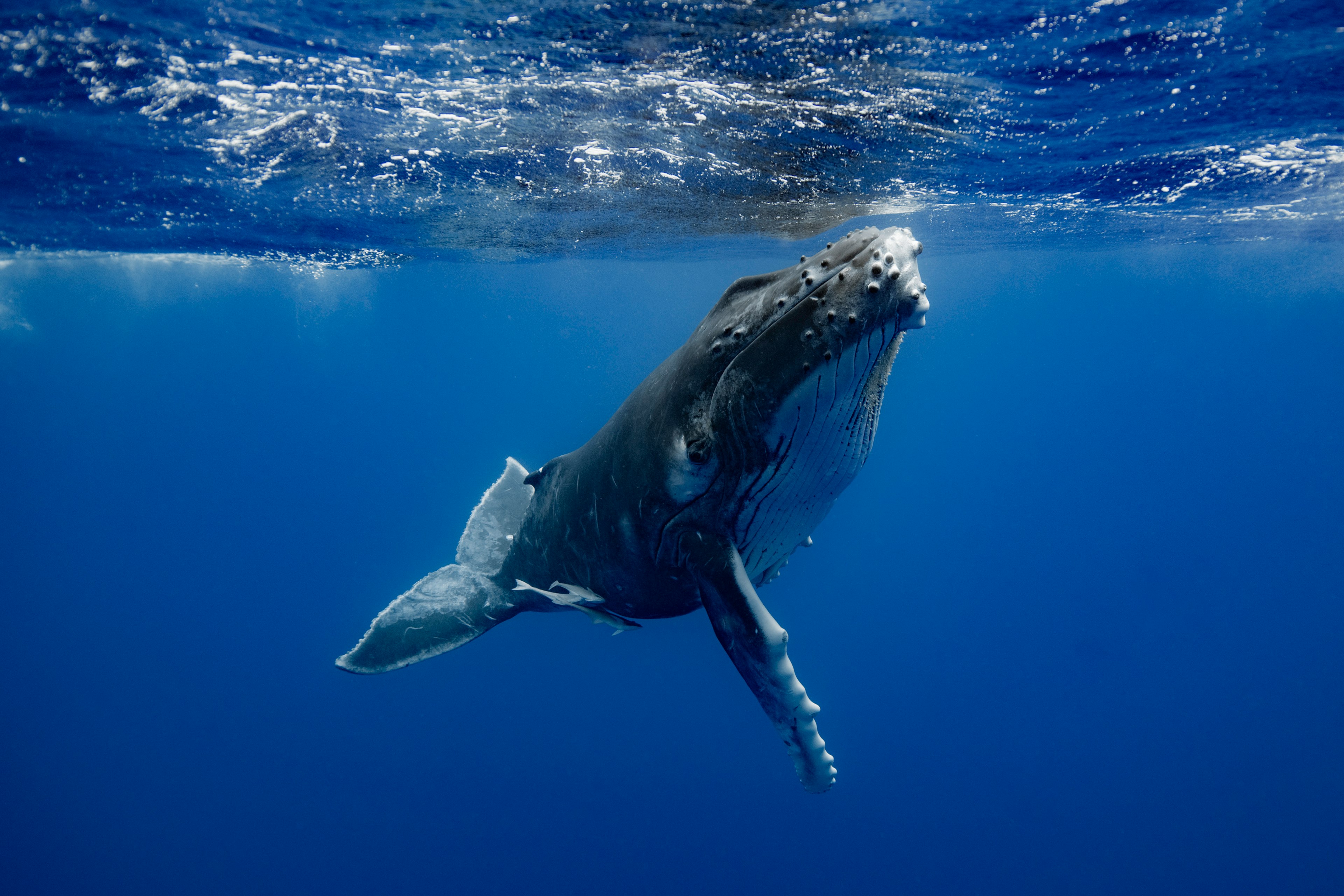 Ballena jorobada nadando bajo el agua rodeada de océano azul y burbujas