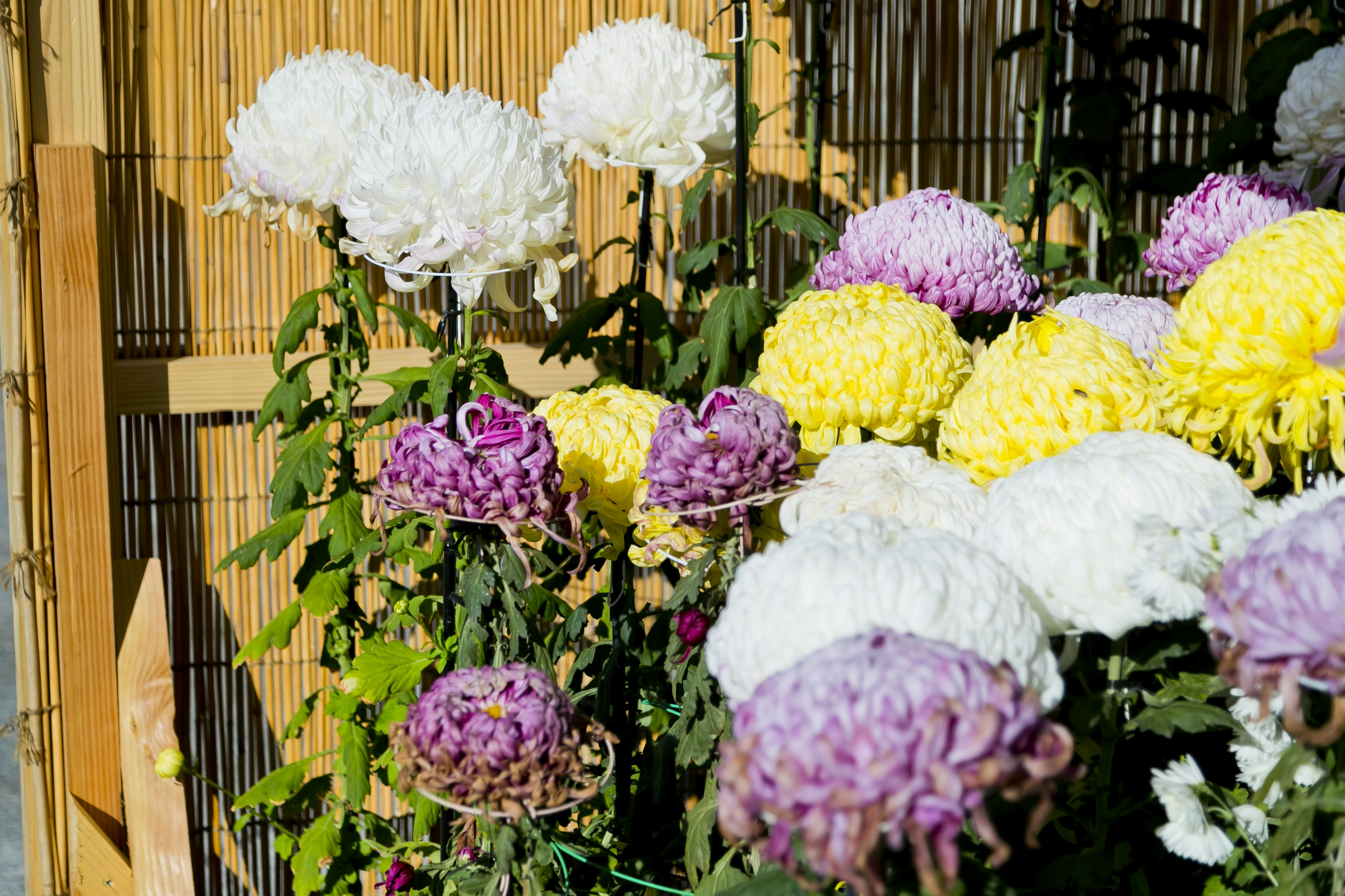 Una vivace esposizione di crisantemi di vari colori in un giardino