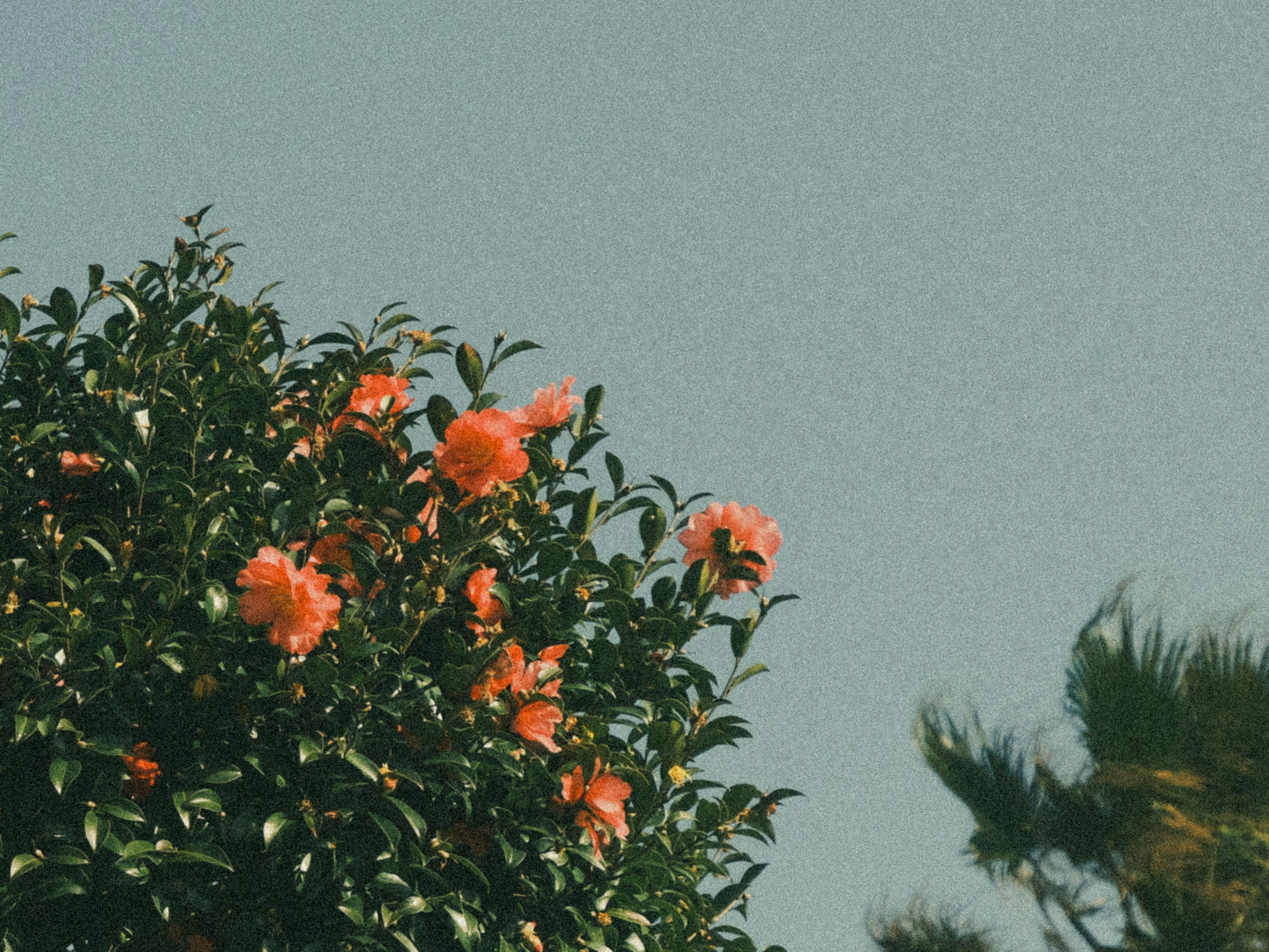 Un arbre avec des fleurs orange vives sous un ciel bleu clair