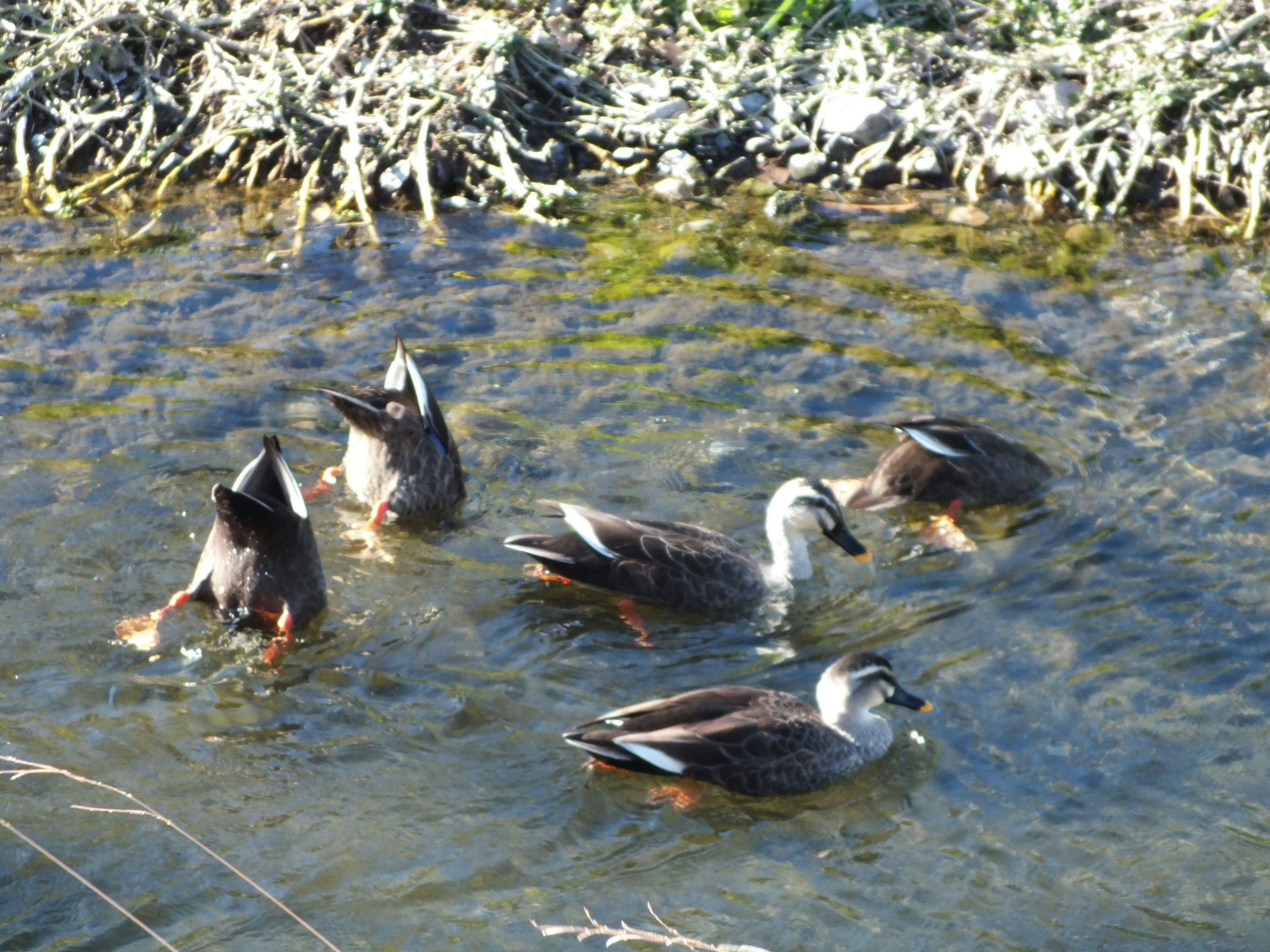 Eine Gruppe von Enten, die im flachen Wasser schwimmen