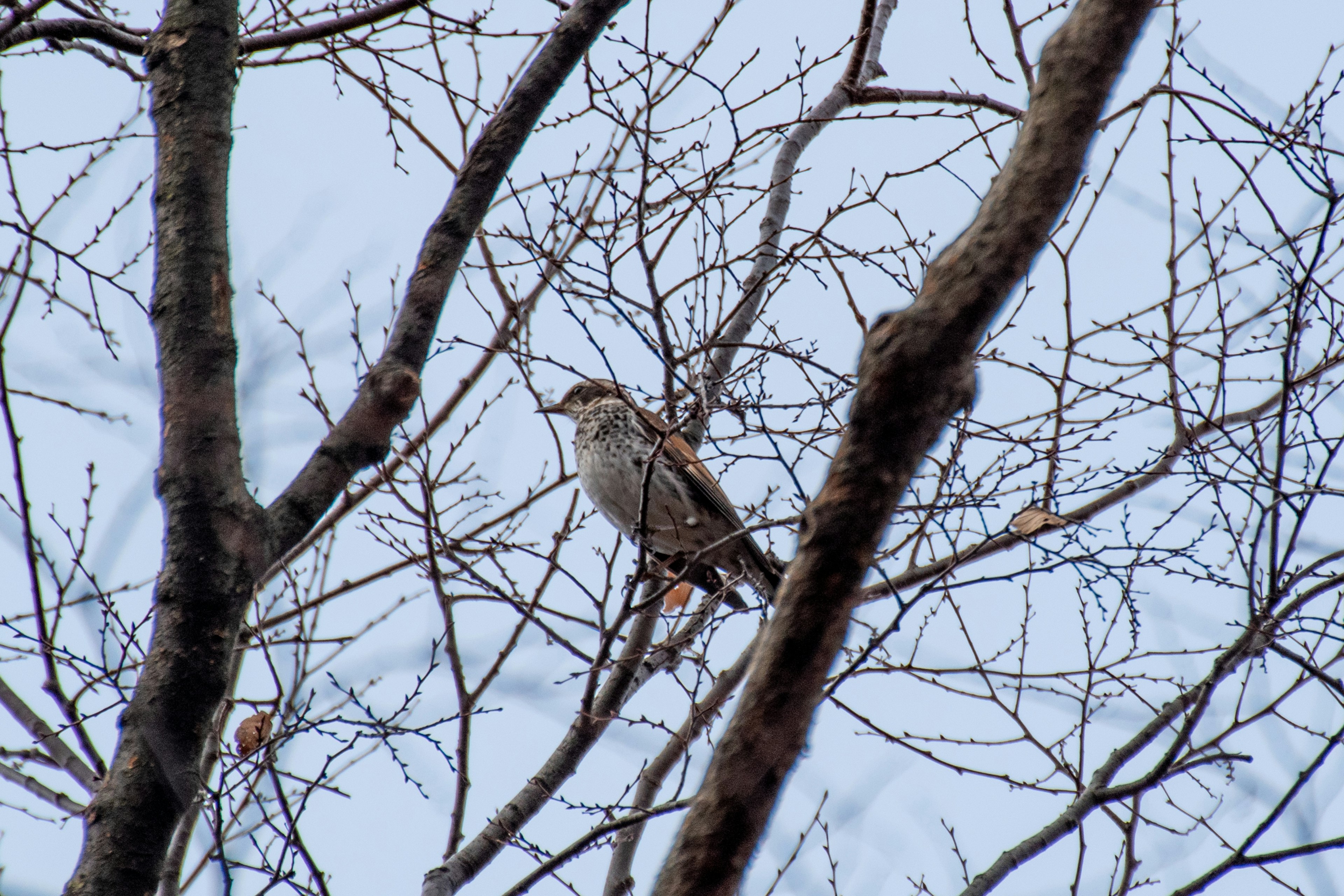 Un oiseau perché sur des branches d'arbres sous un ciel d'hiver