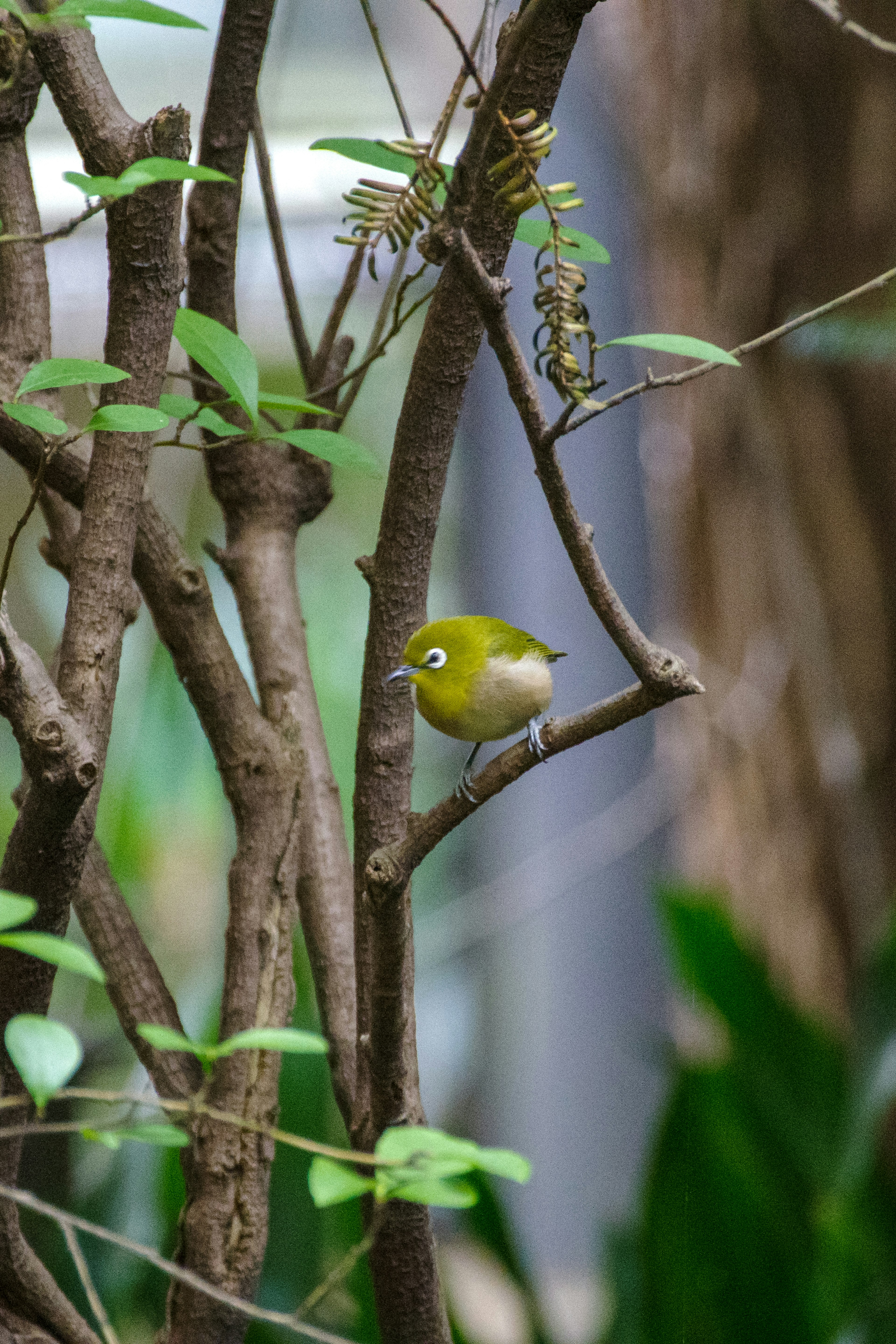 Ein kleiner grüner Vogel auf einem Ast