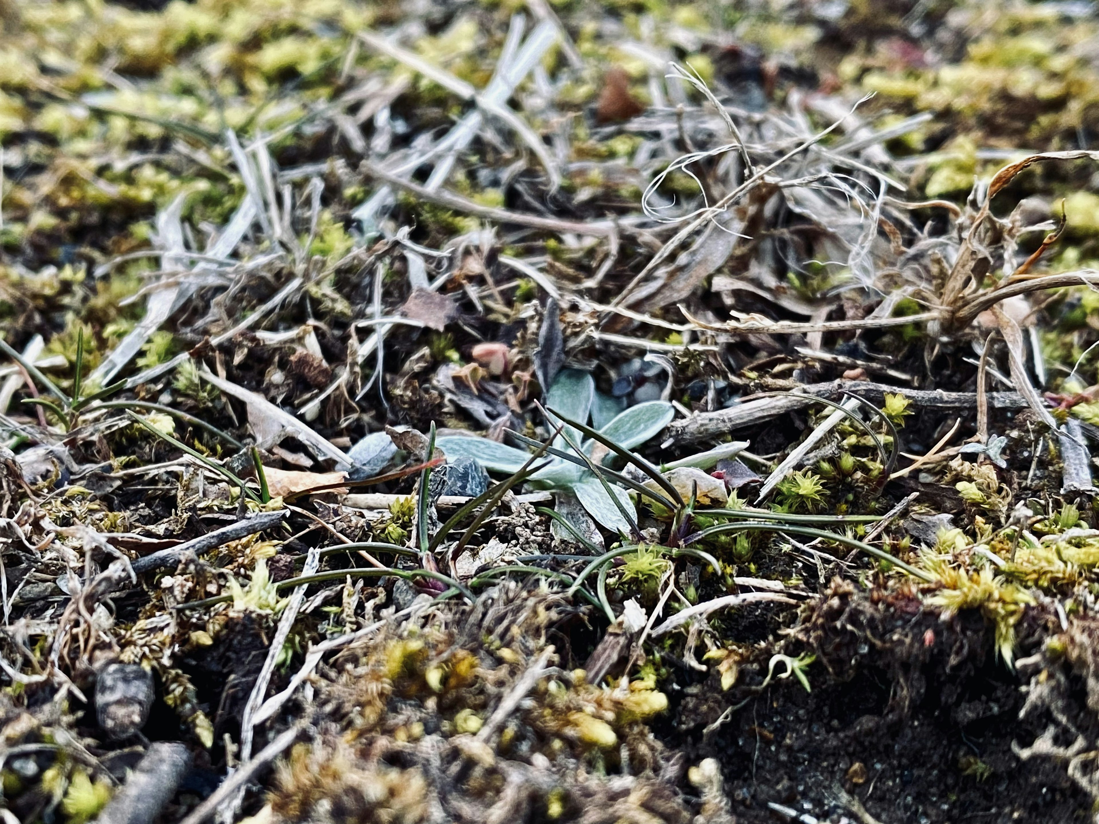 Piccola pianta nascosta tra l'erba secca e il muschio sul terreno