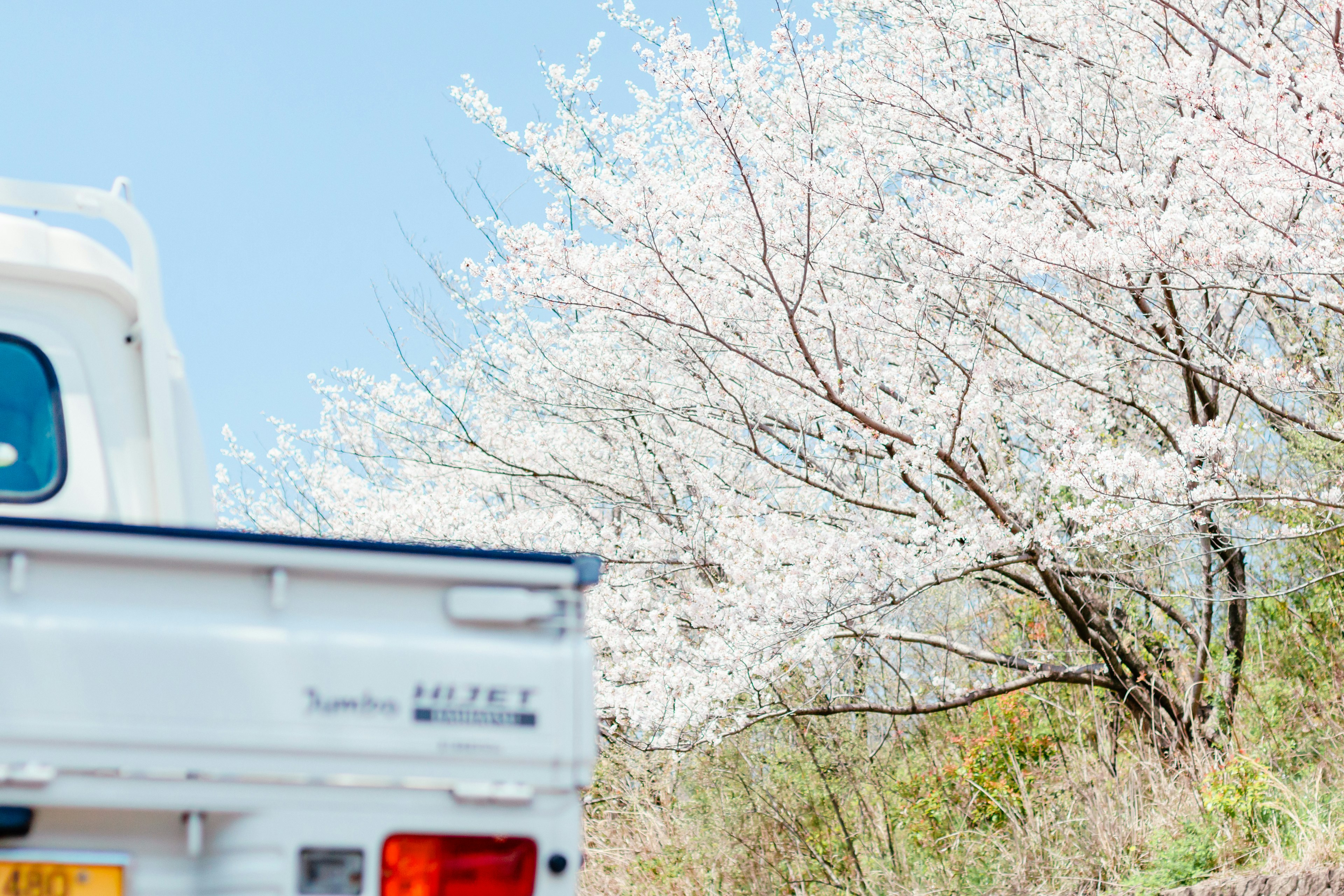 Truk putih di samping pohon sakura yang sedang mekar