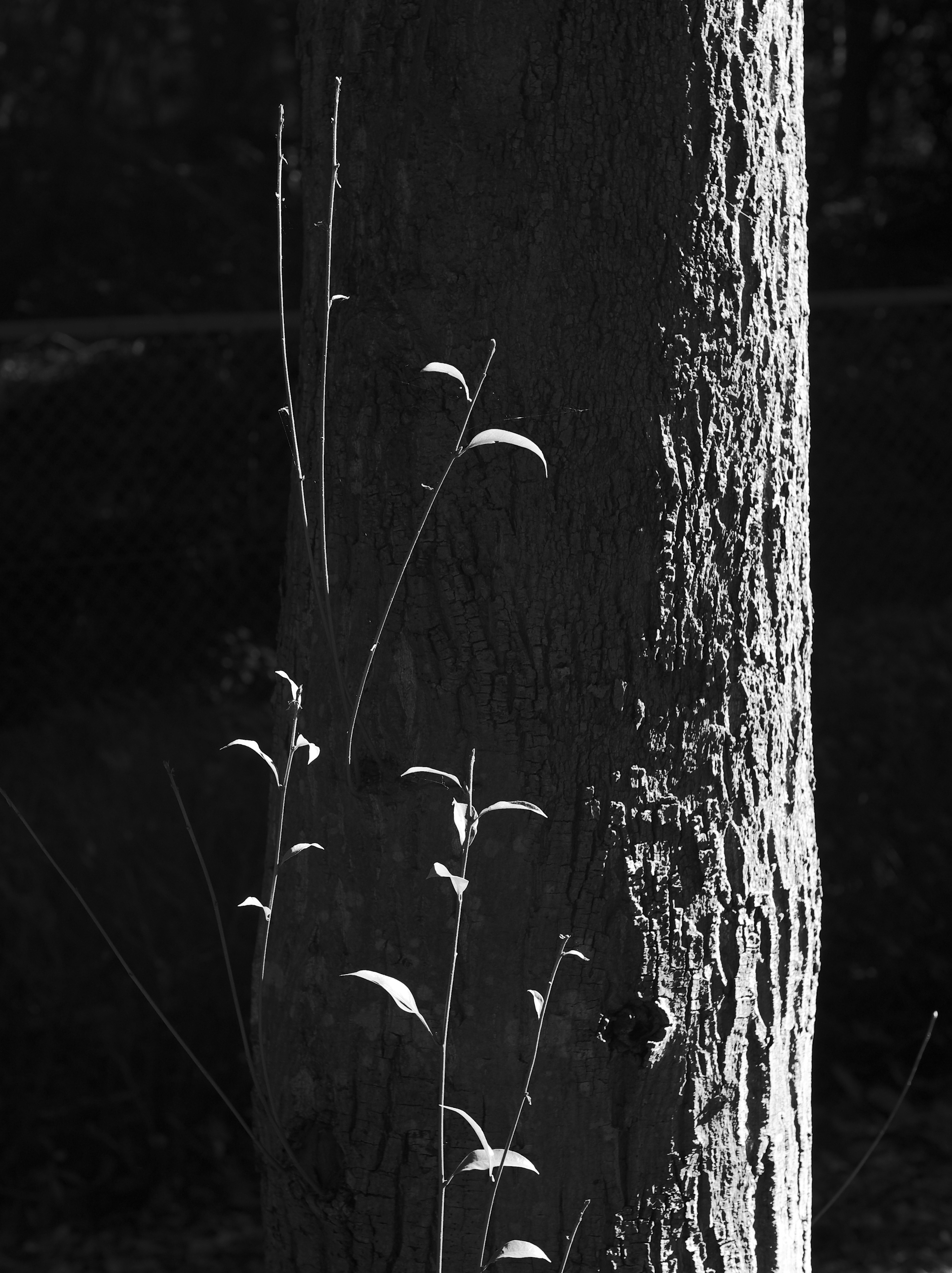 Contrasting black and white image of a tree trunk with young shoots