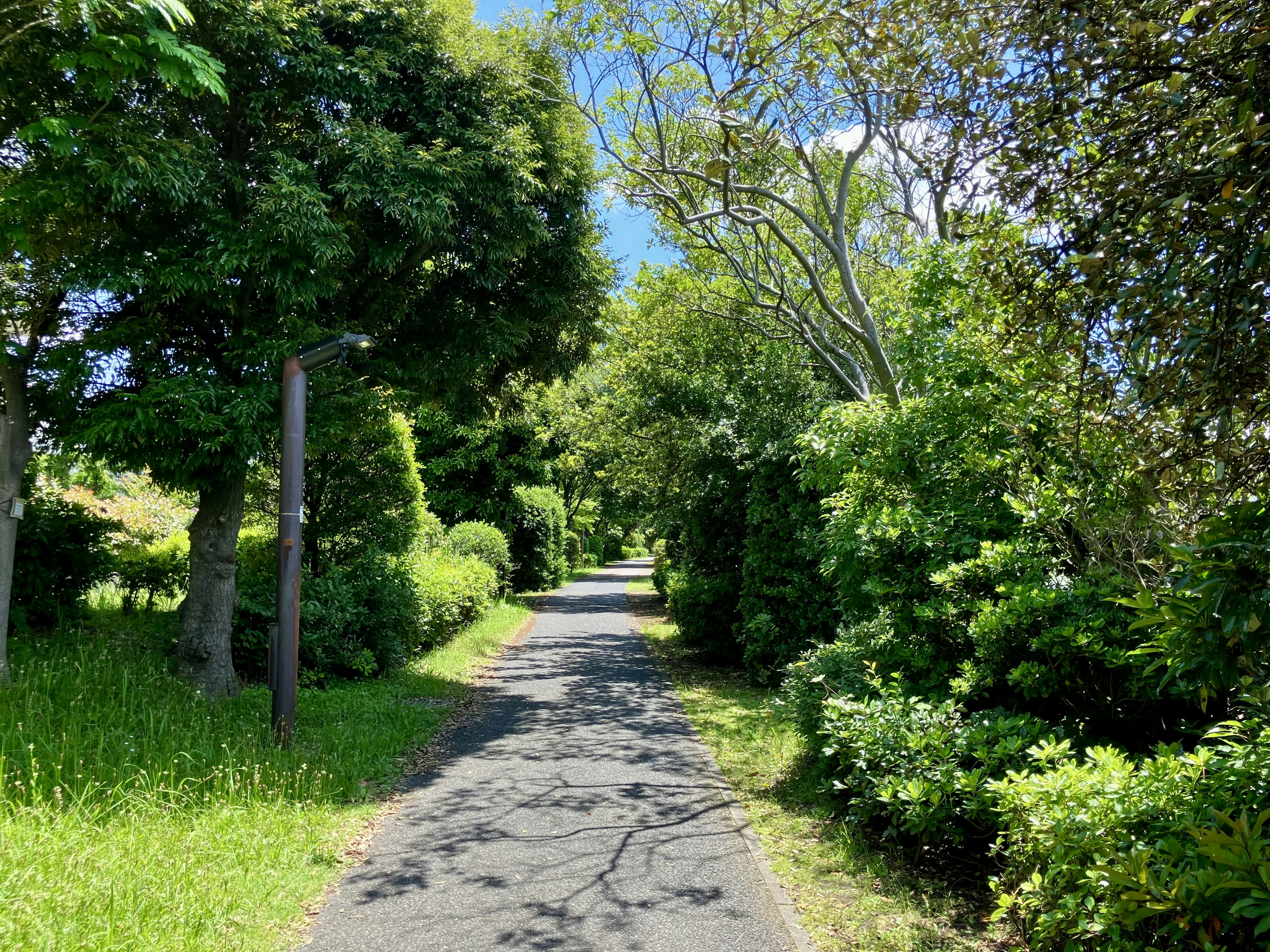 Un chemin tranquille entouré de verdure luxuriante et d'arbres