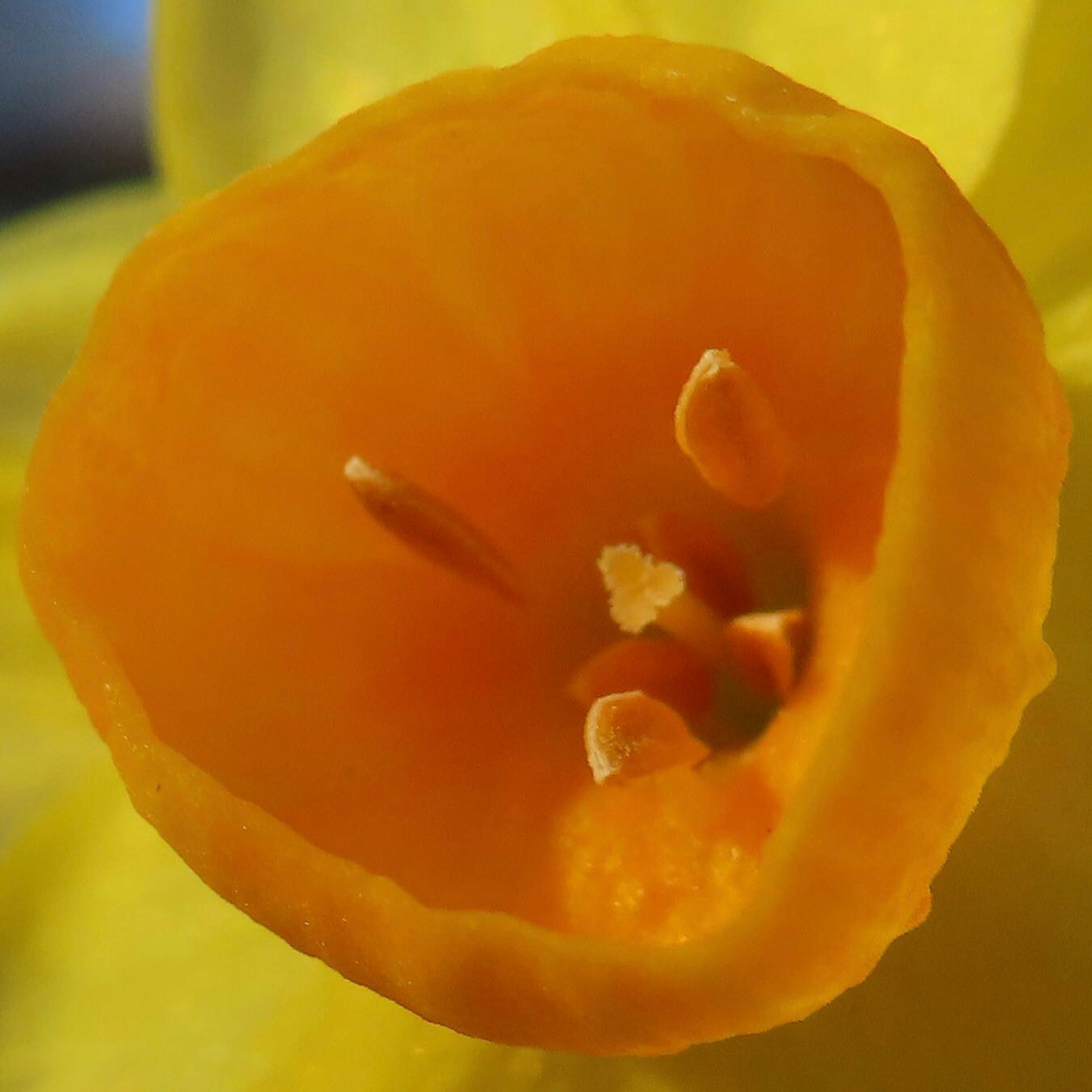 Primo piano del centro di un fiore di narciso giallo