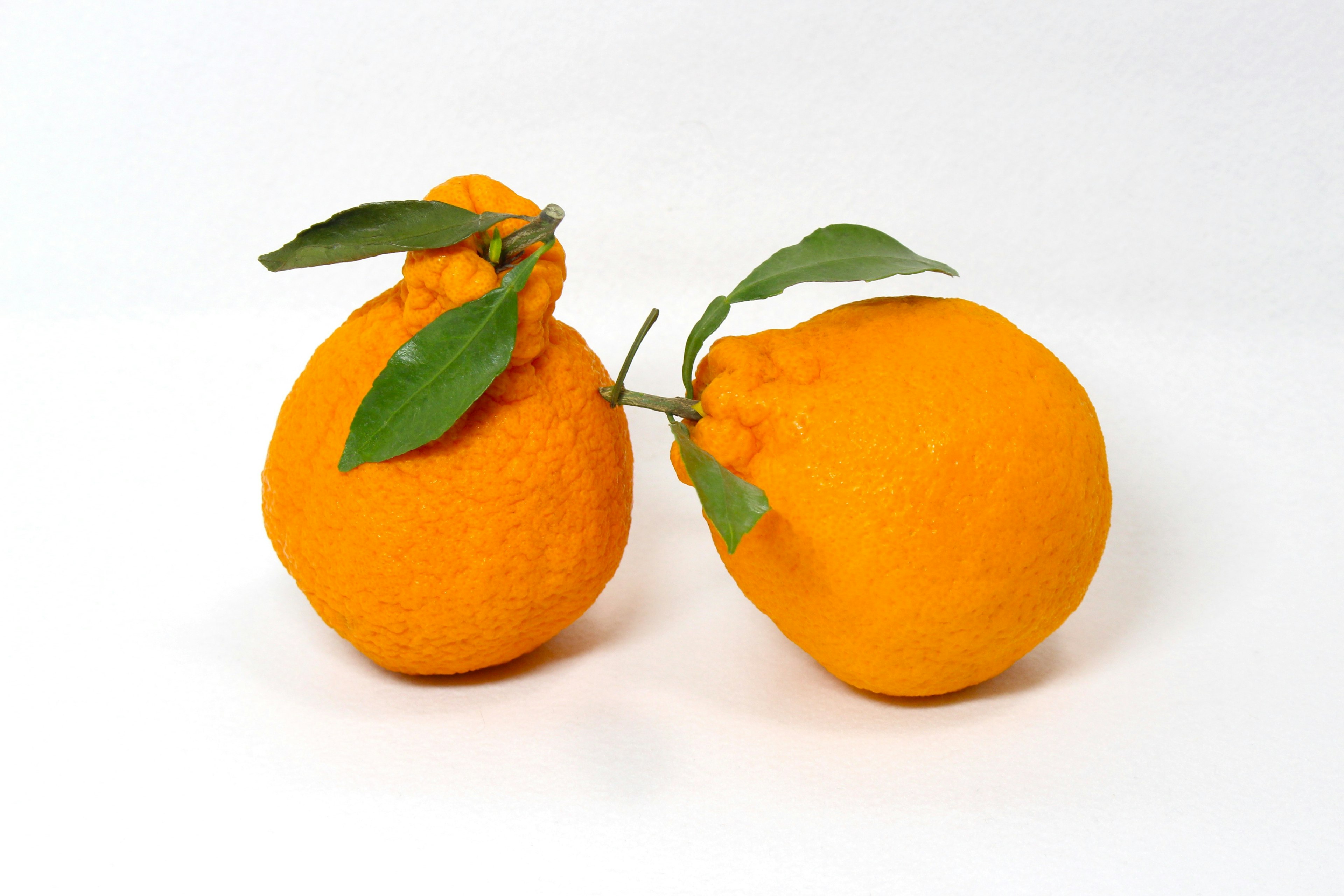 Two oranges with green leaves on a simple white background