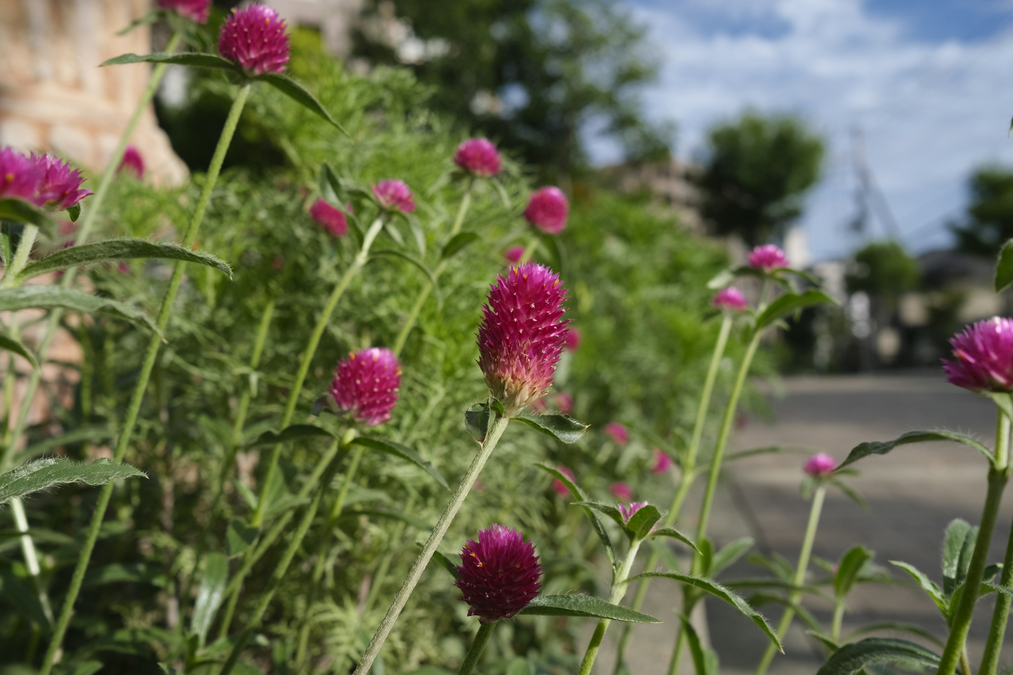 Lebendige rosa Blumen blühen in einer grasbewachsenen Landschaft