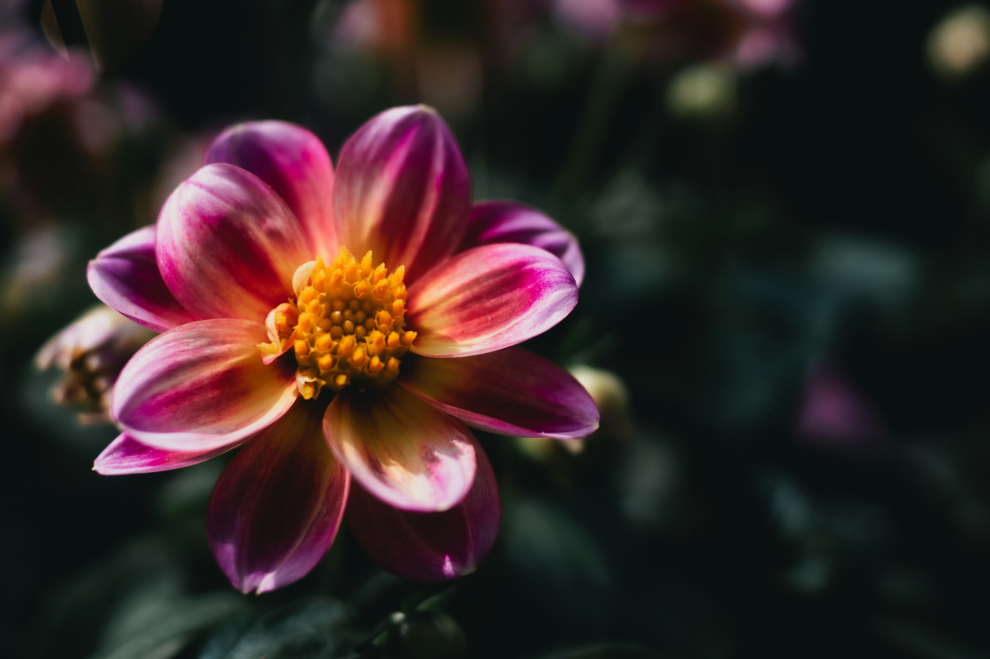 Acercamiento de una vibrante flor de dalia con pétalos morados y amarillos