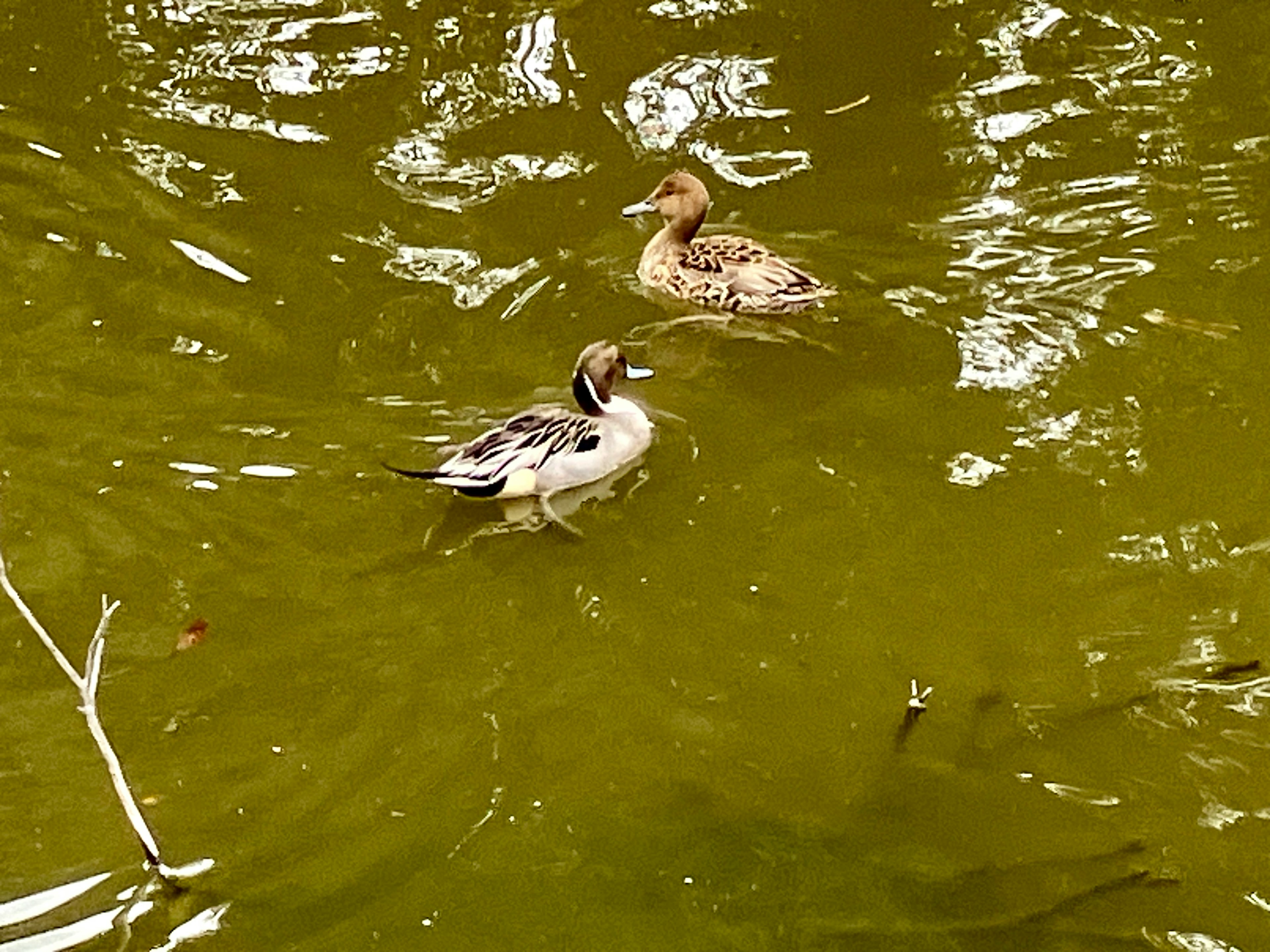 水面を泳ぐ二羽のカモの画像