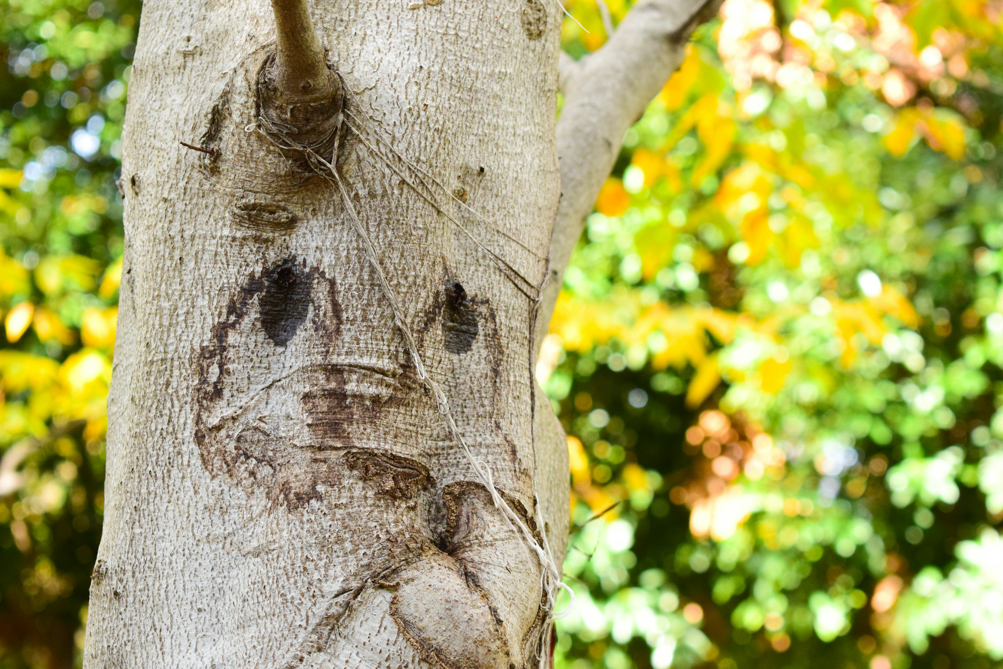 Primer plano de un tronco de árbol con un patrón similar a una cara y hojas coloridas de fondo