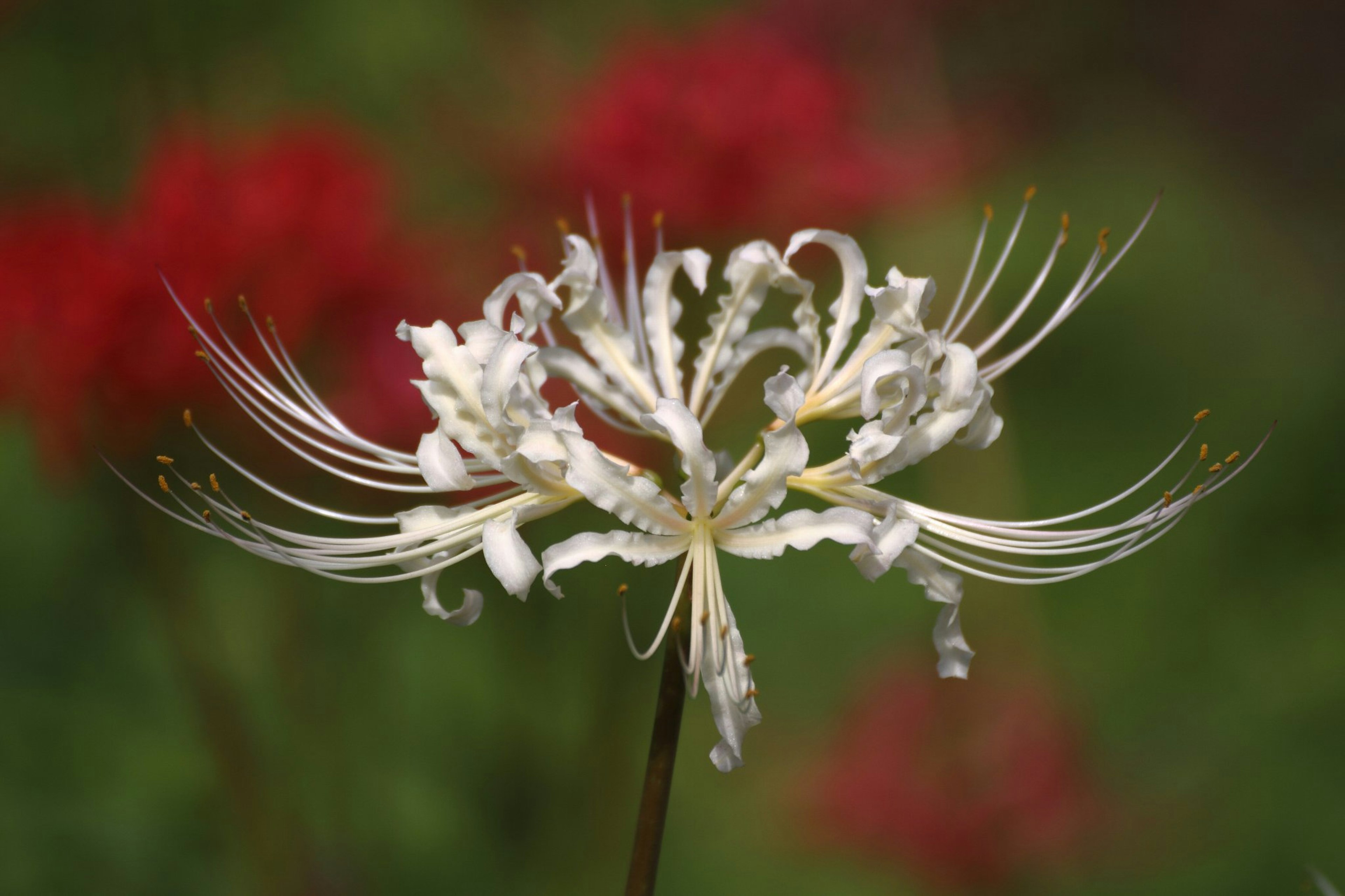 Belle fleur blanche avec de longs filaments sur un fond rouge flou