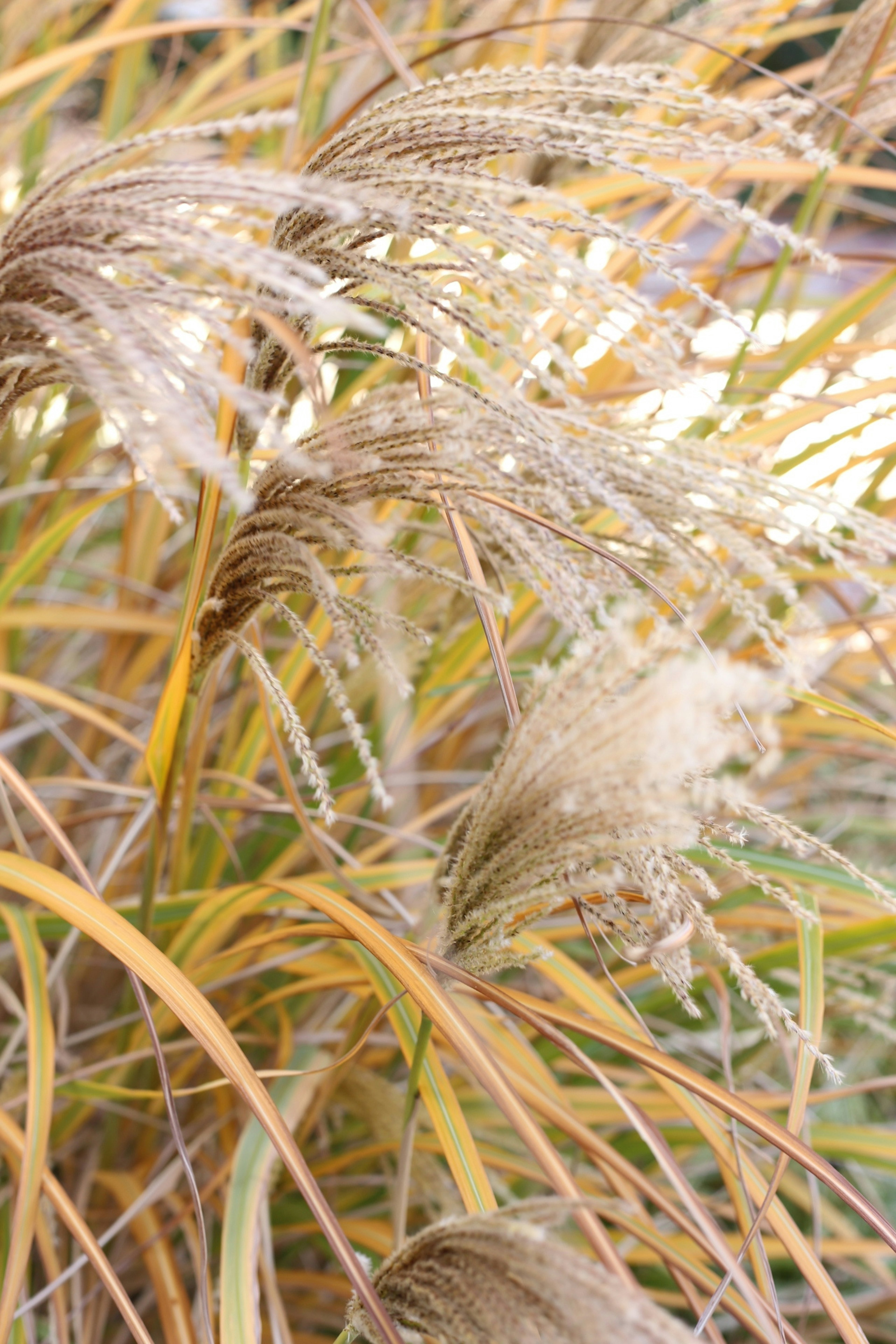 Beautiful grass plumes swaying gently in the wind