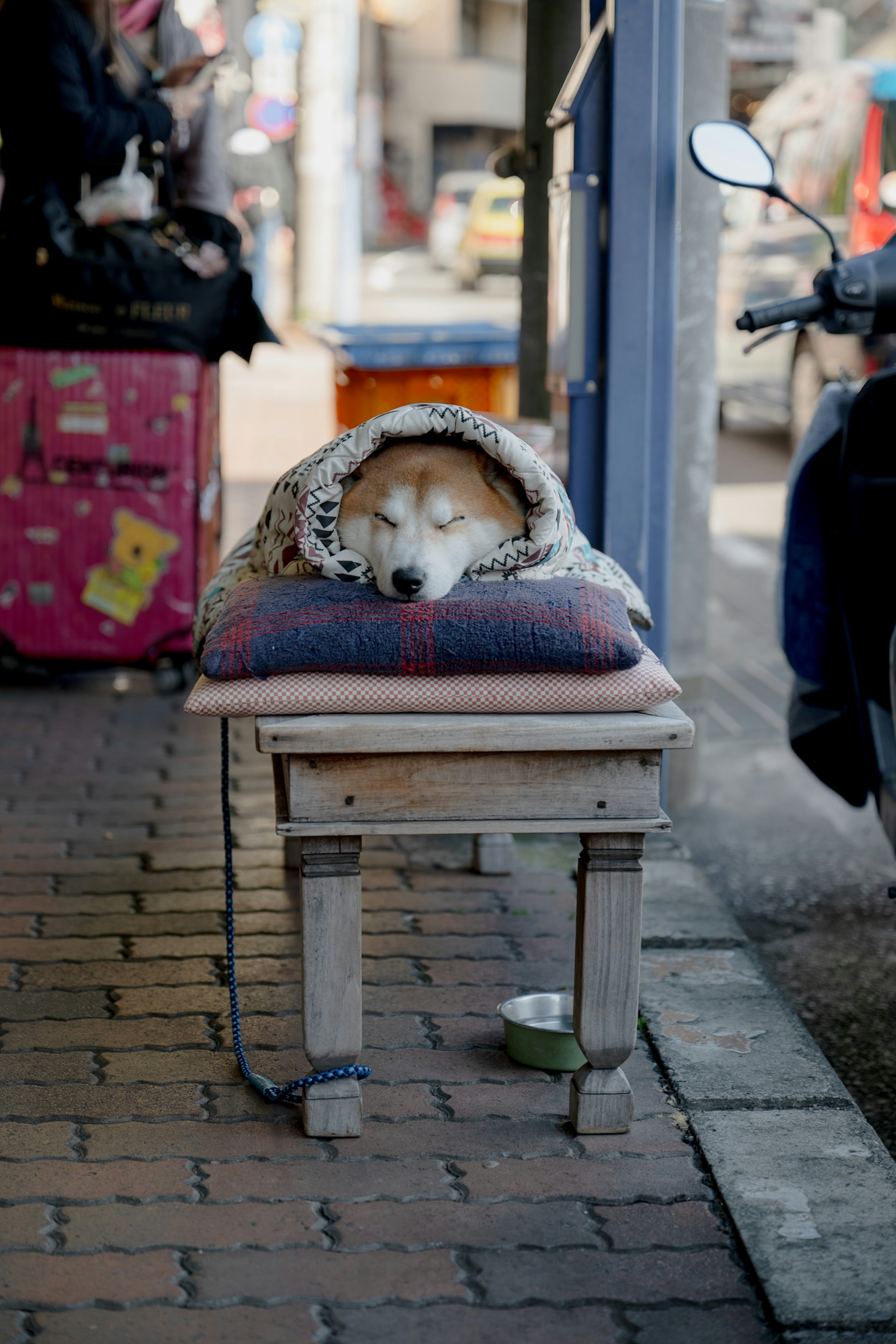 Ein Hund, der in eine Decke gewickelt auf einem Tisch schläft