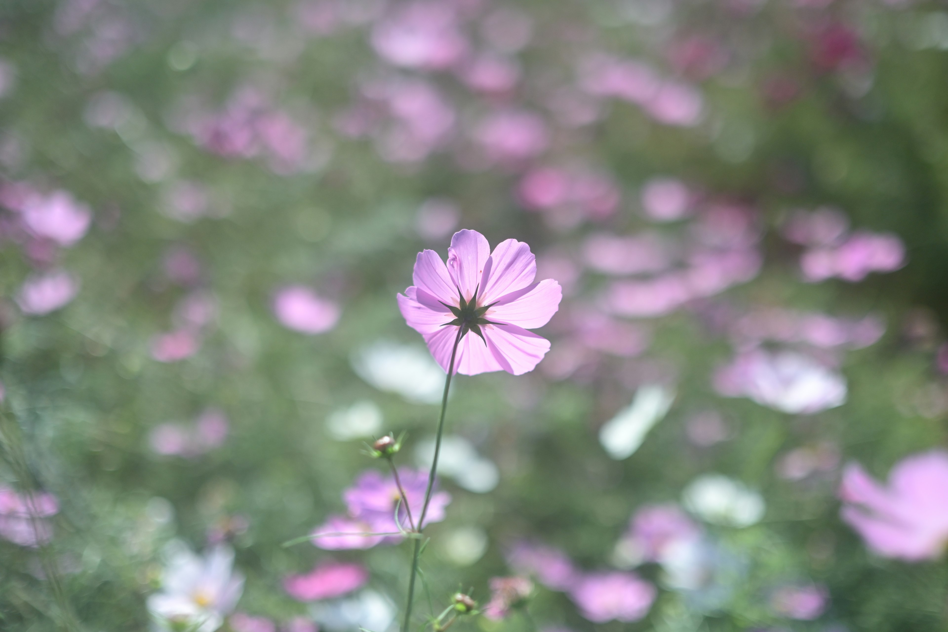 ピンクの花が咲いている風景の中の鮮やかな一輪の花