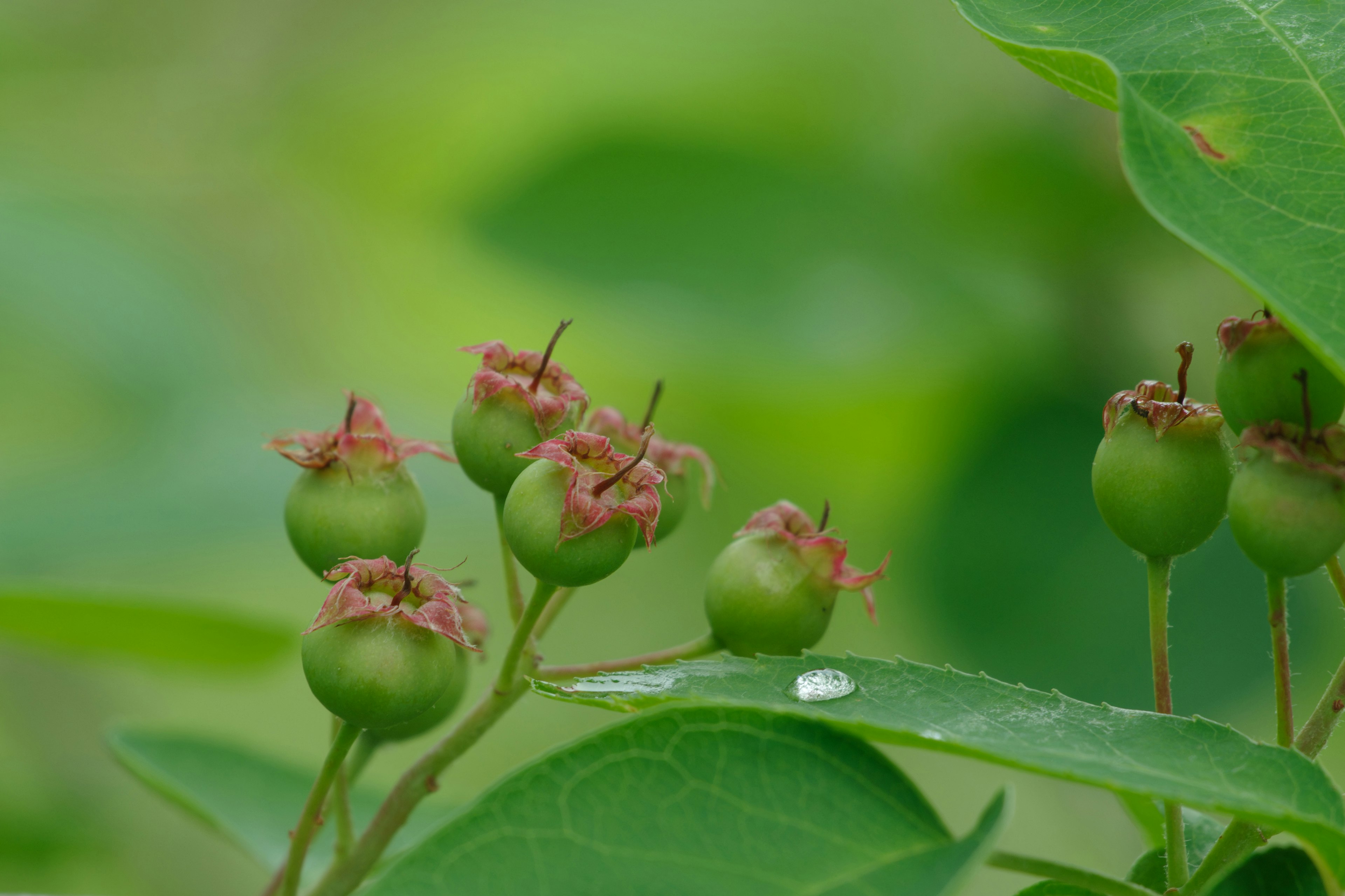 Close-up of green berries with pink floral remnants on a plant