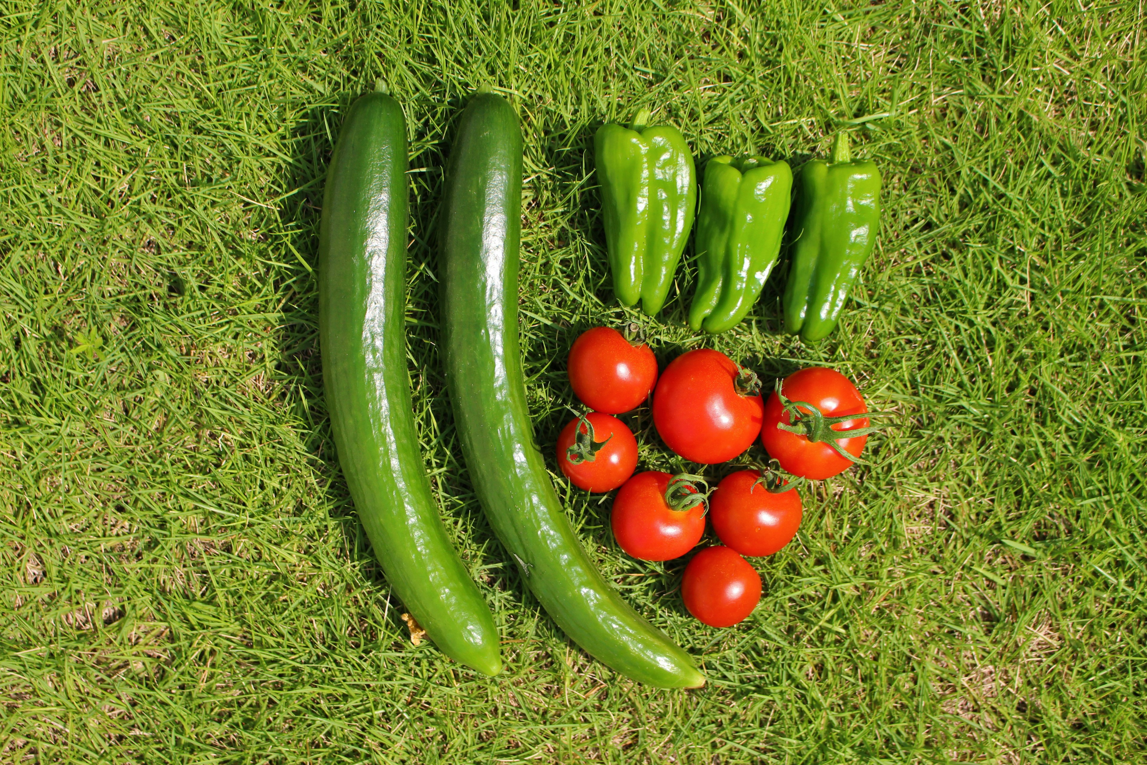 Two cucumbers and red tomatoes arranged with green bell peppers on green grass