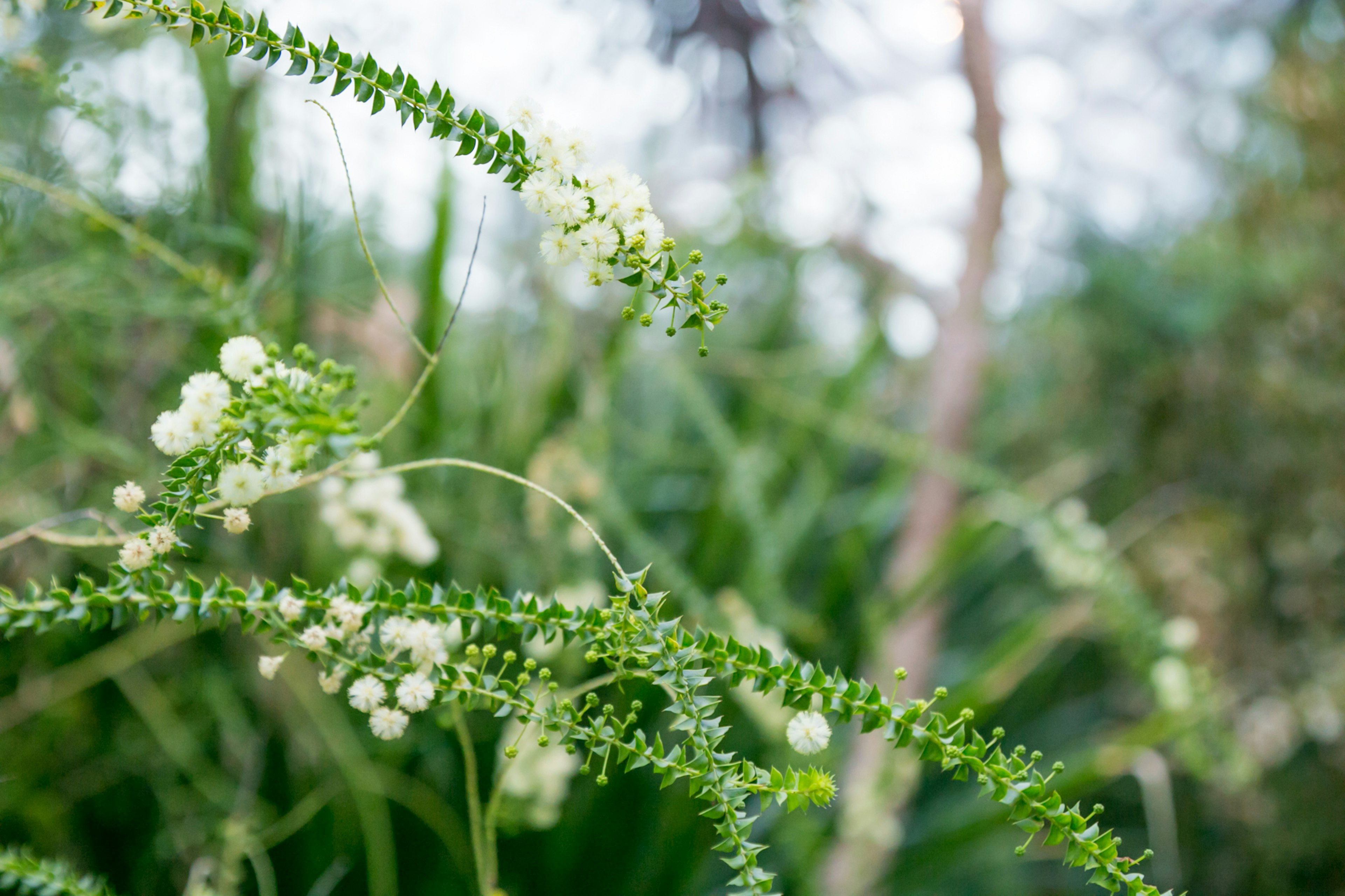 Nahaufnahme einer Pflanze mit grünen Blättern und weißen Blüten