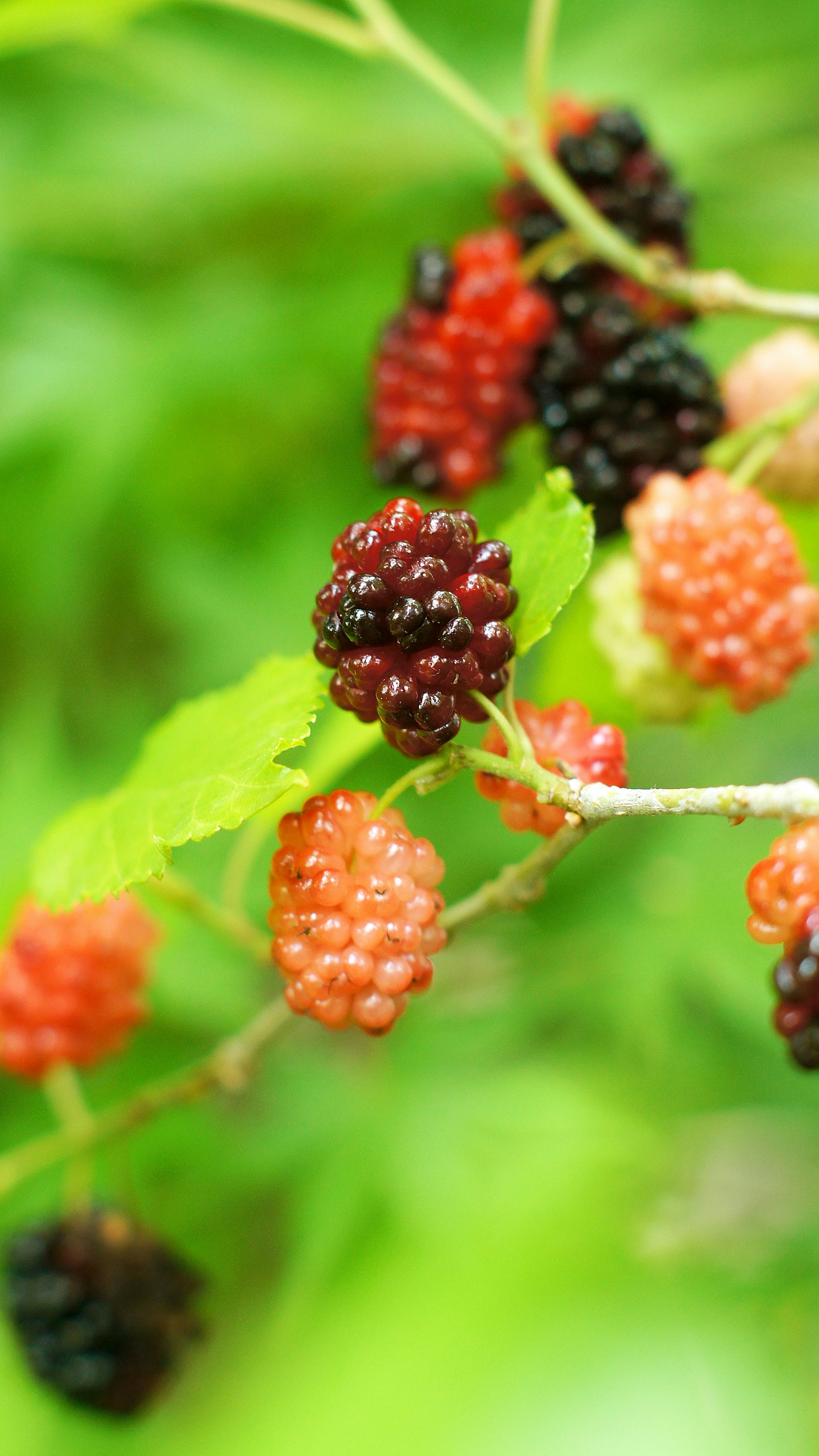 Un racimo de moras coloridas madurando entre hojas verdes