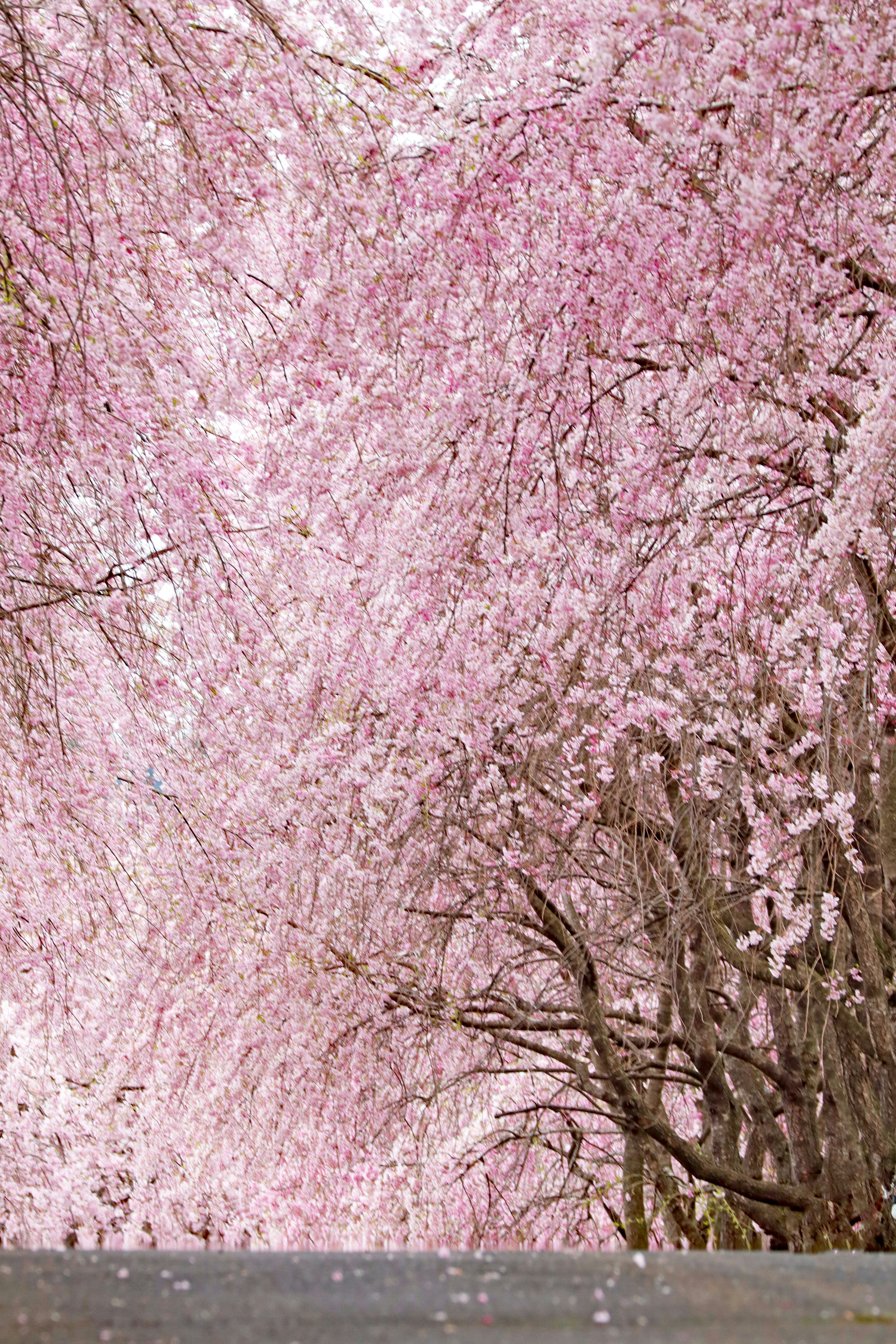 Jalan yang dikelilingi pohon cherry blossom yang mekar