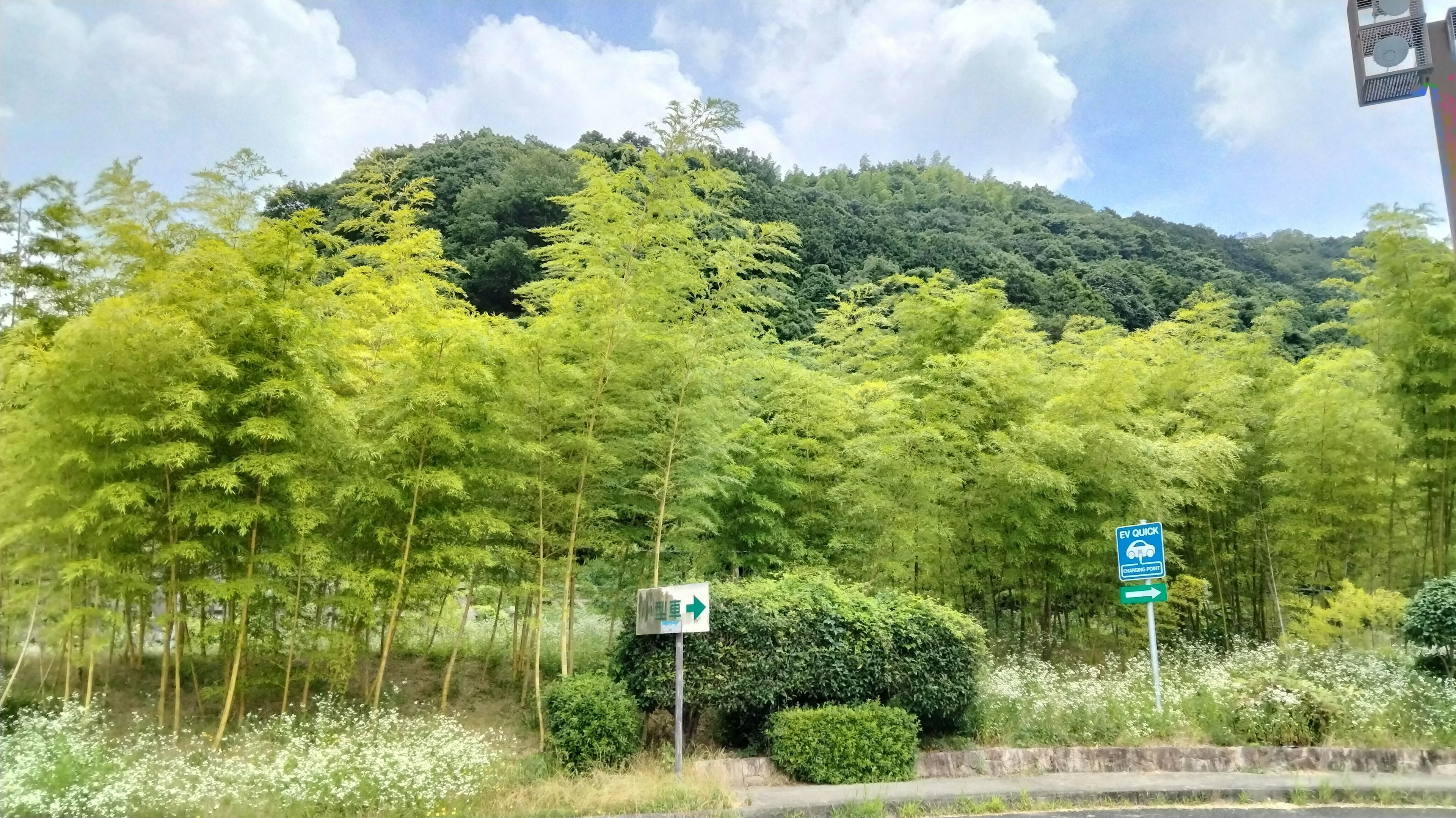 Lush bamboo forest with hills in the background