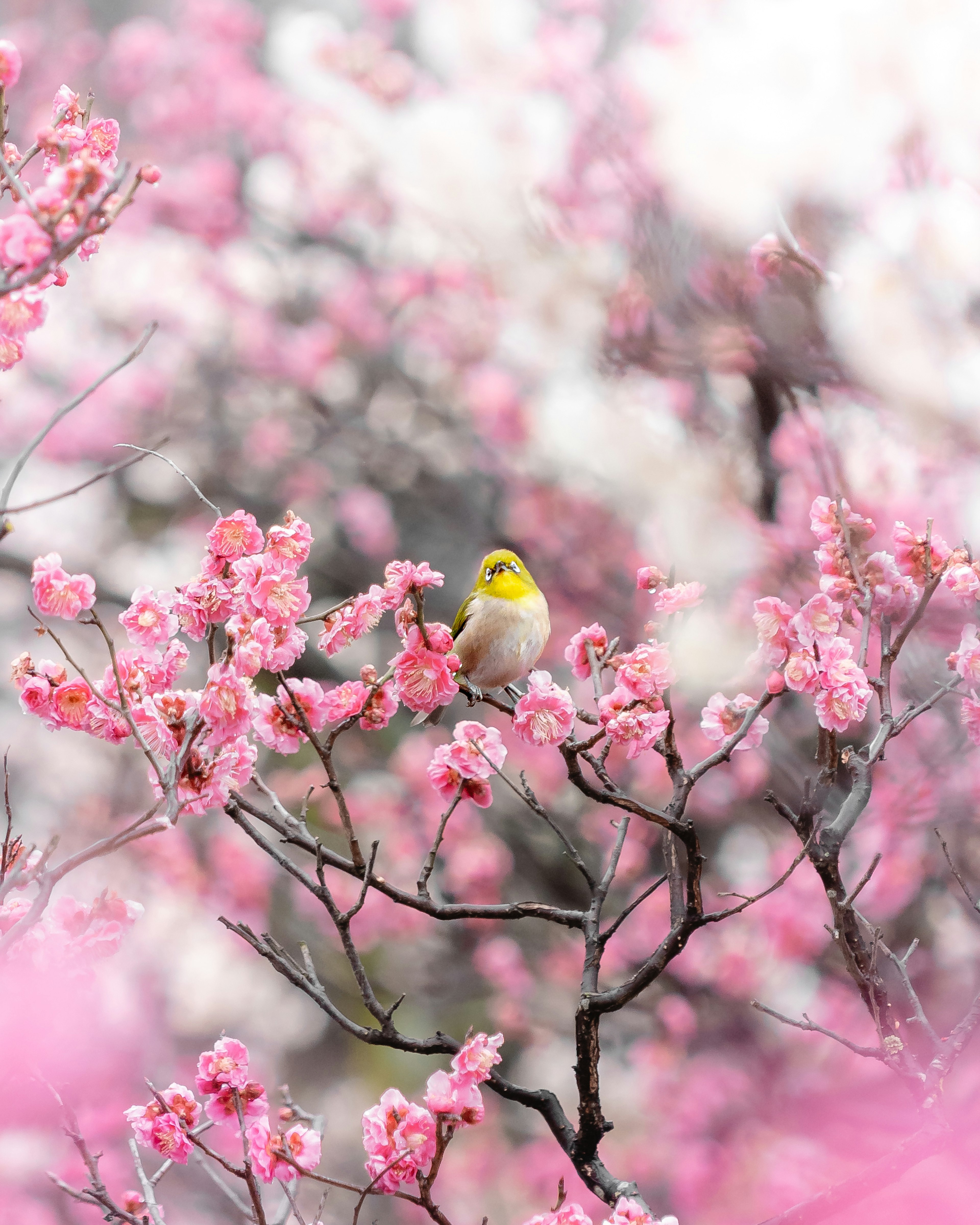 A small yellow bird perched among pink cherry blossoms