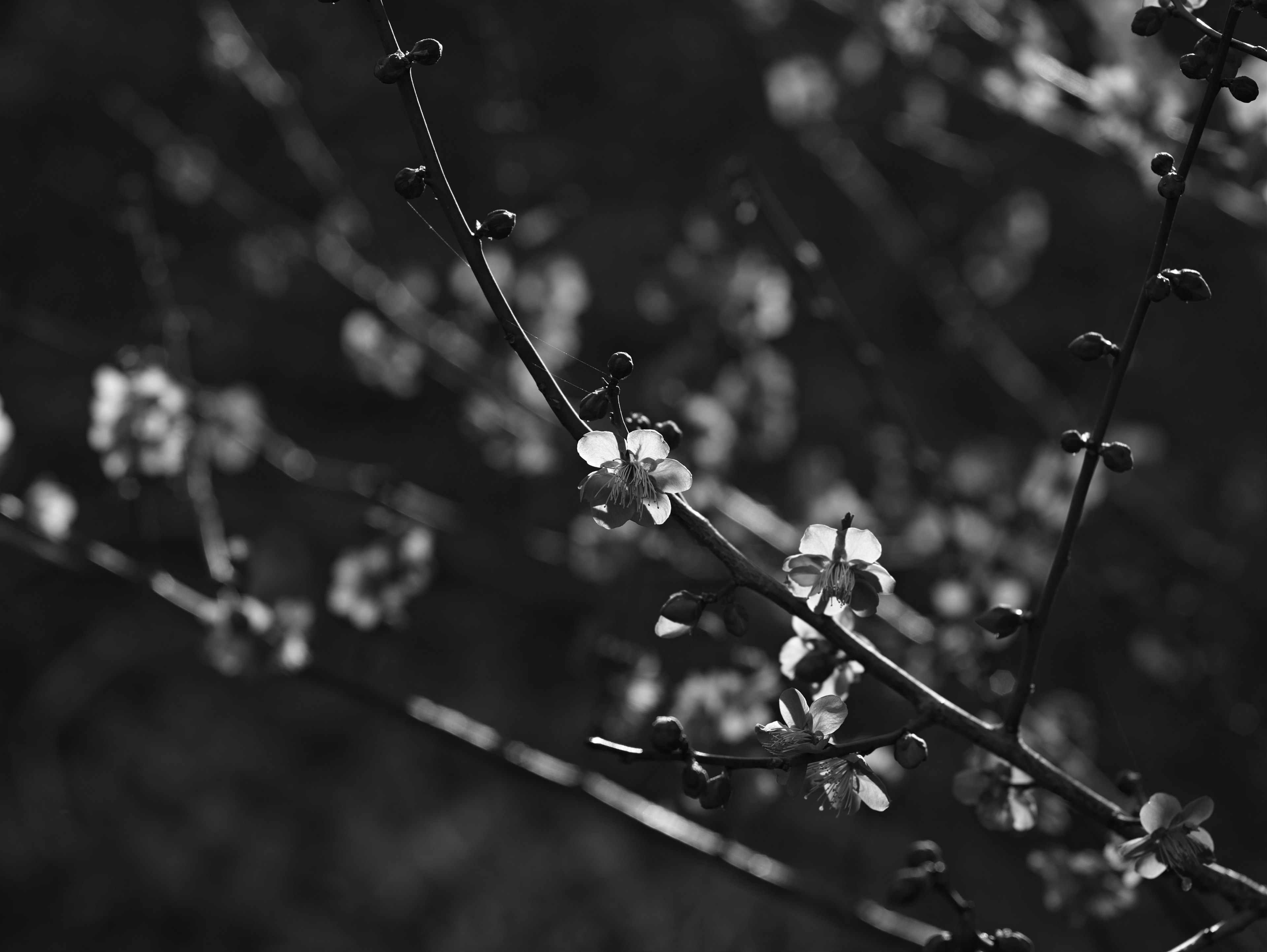 Close-up of thin branches with small flowers against a black and white background