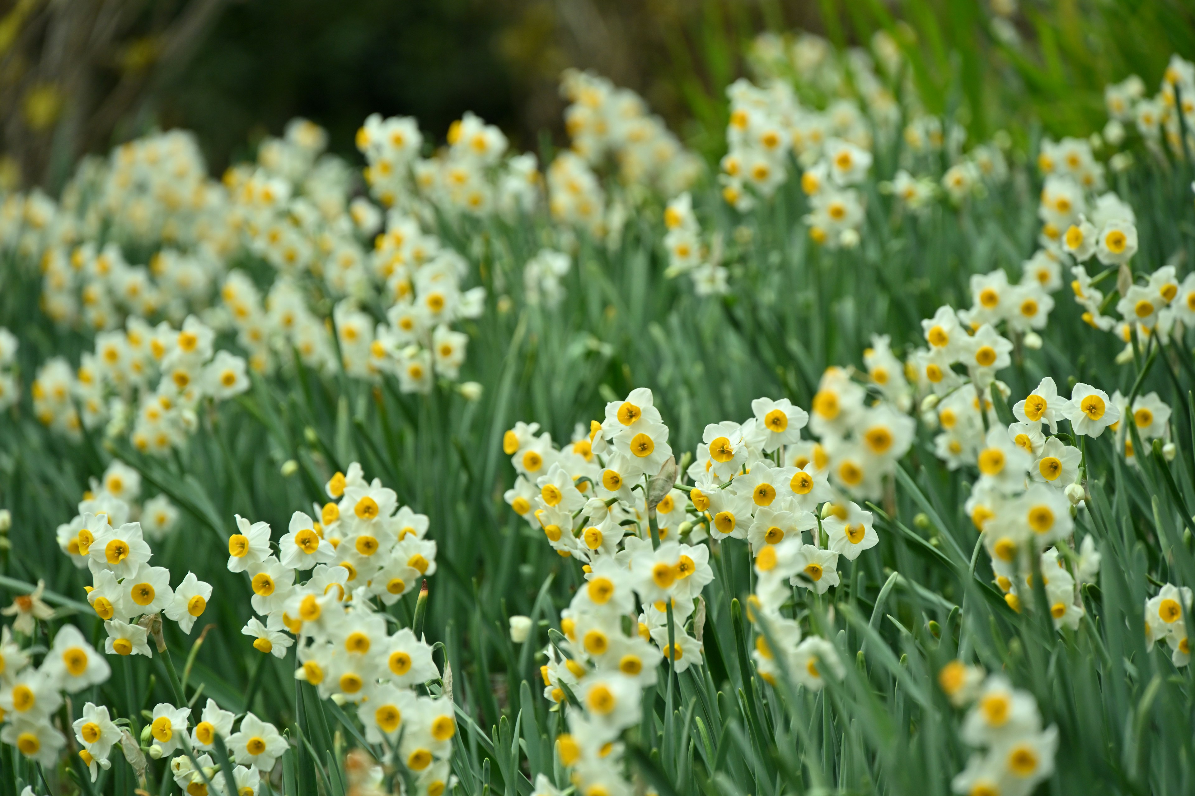 Field of white daffodils with yellow centers surrounded by green foliage