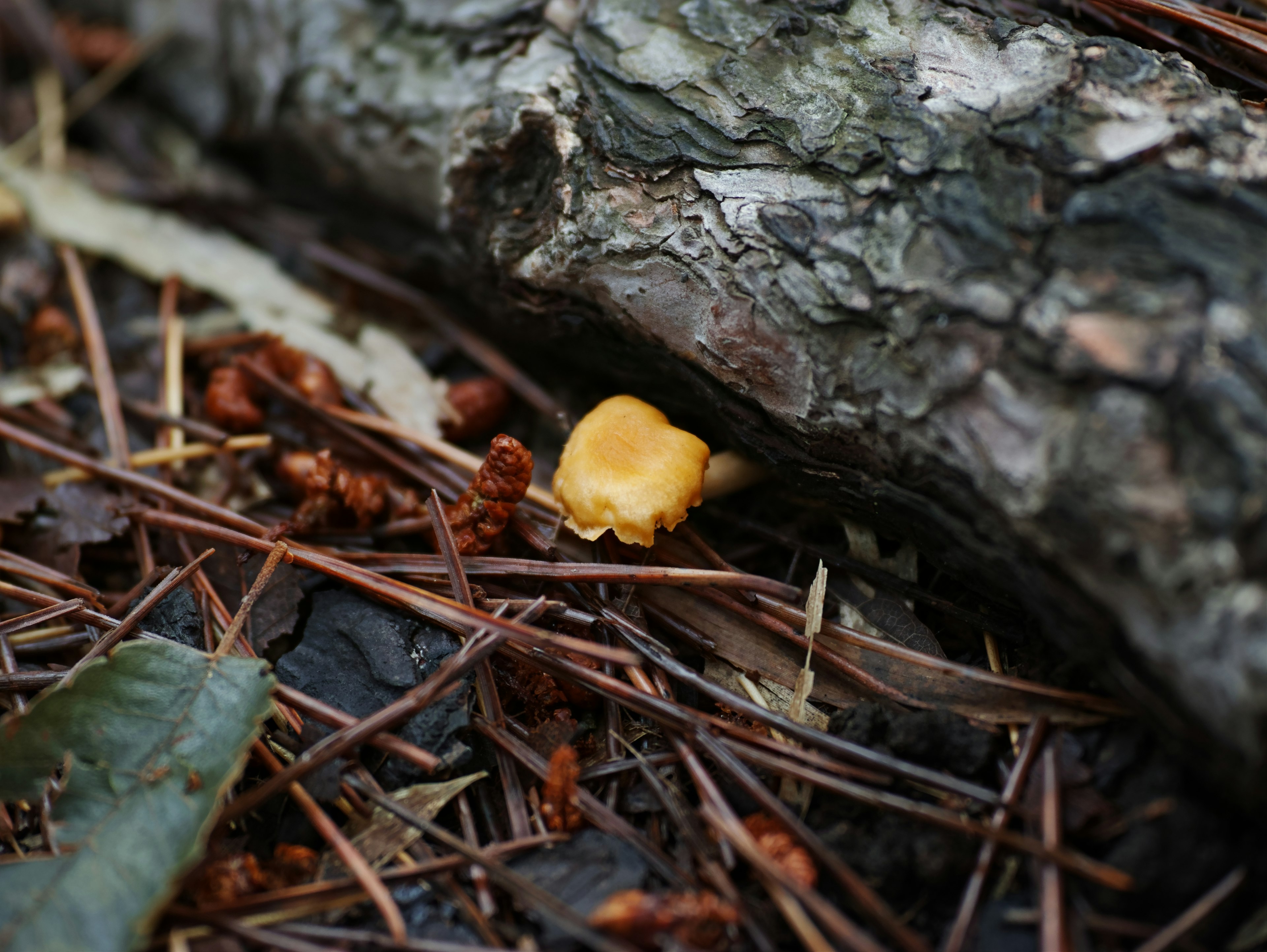 Waldszene mit einem kleinen gelben Pilz zwischen Kiefernnadeln und Rinde