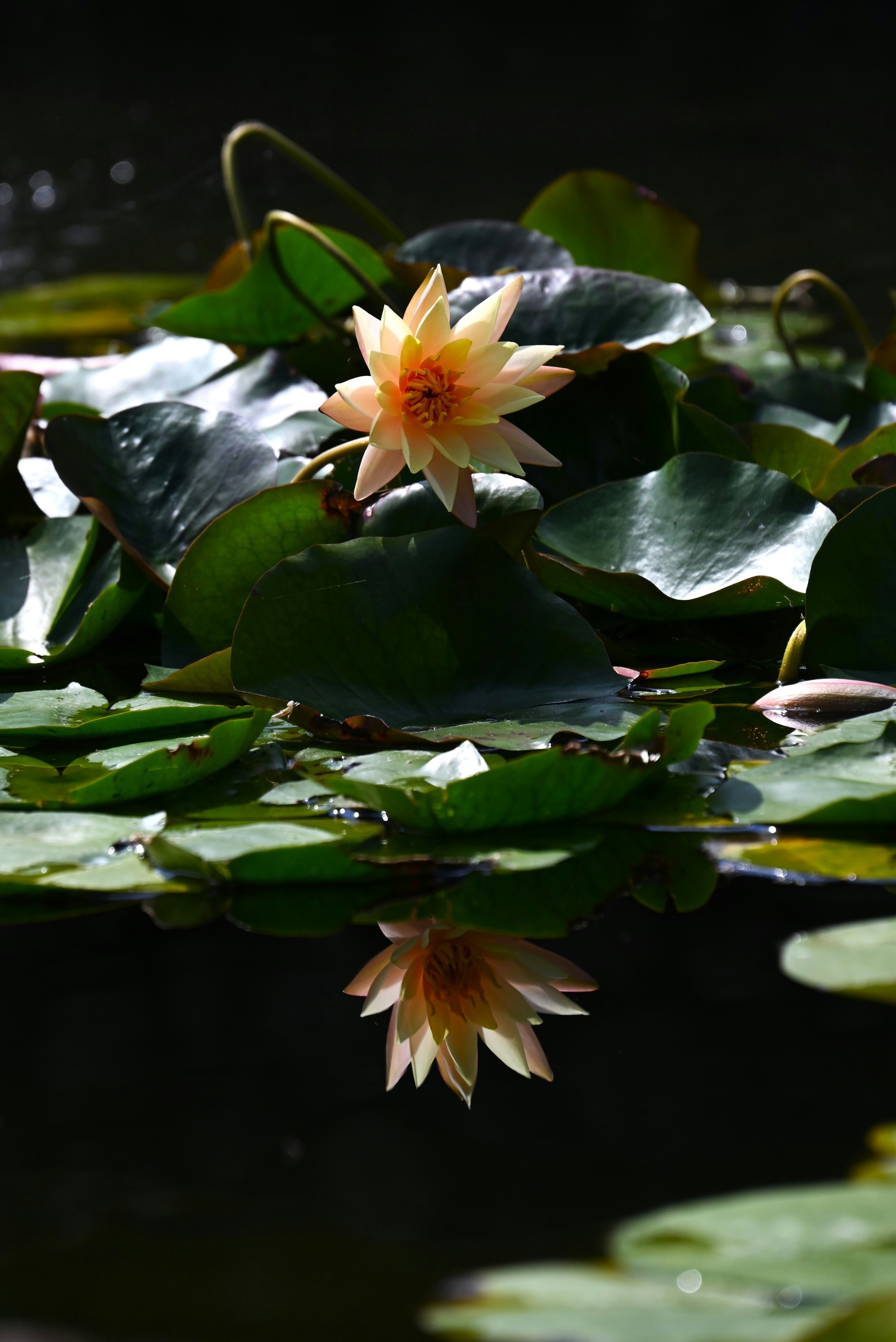 Fiore di ninfea e foglie che galleggiano sulla superficie con riflessione