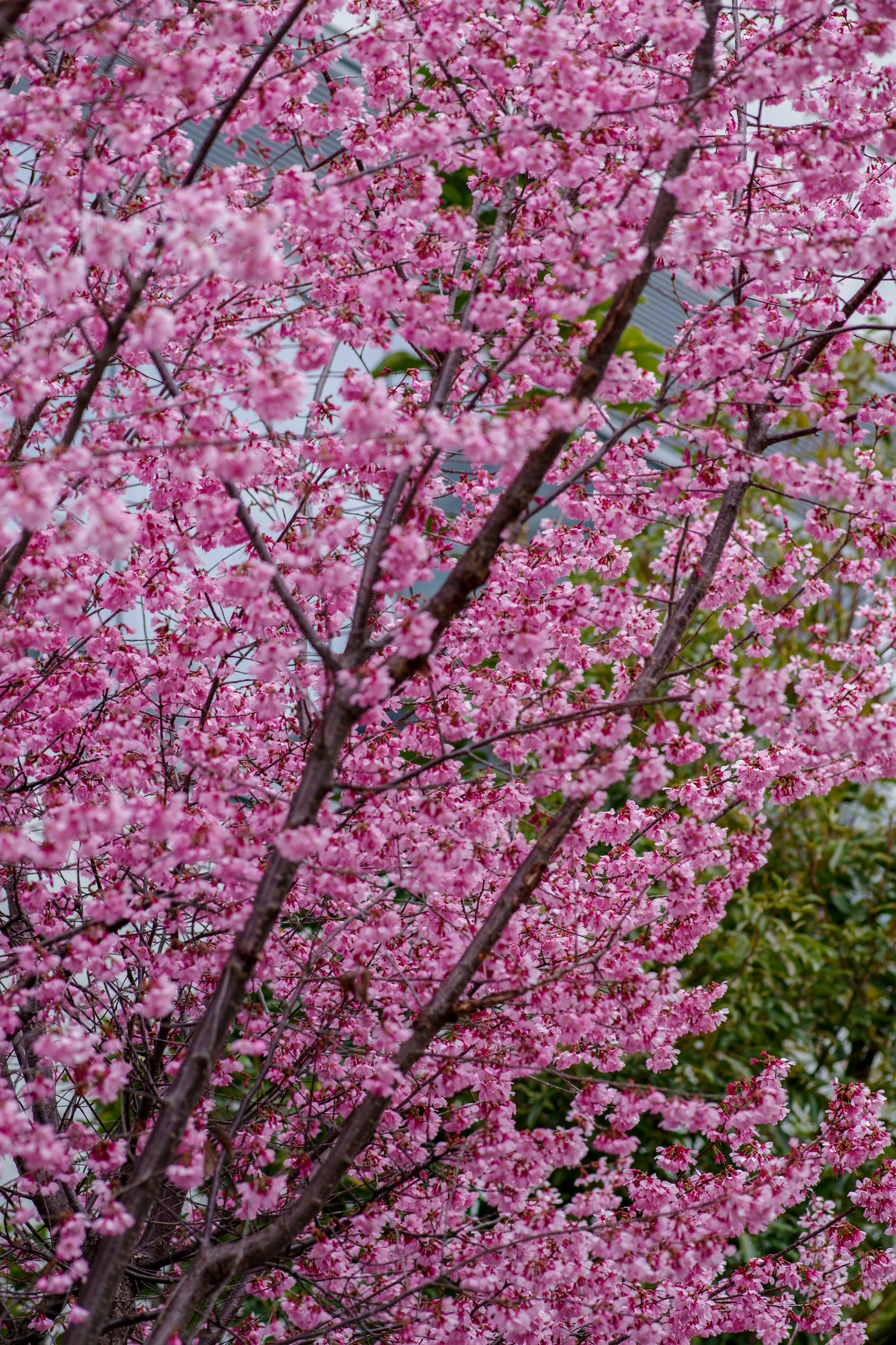 Branches of a cherry tree covered in vibrant pink blossoms