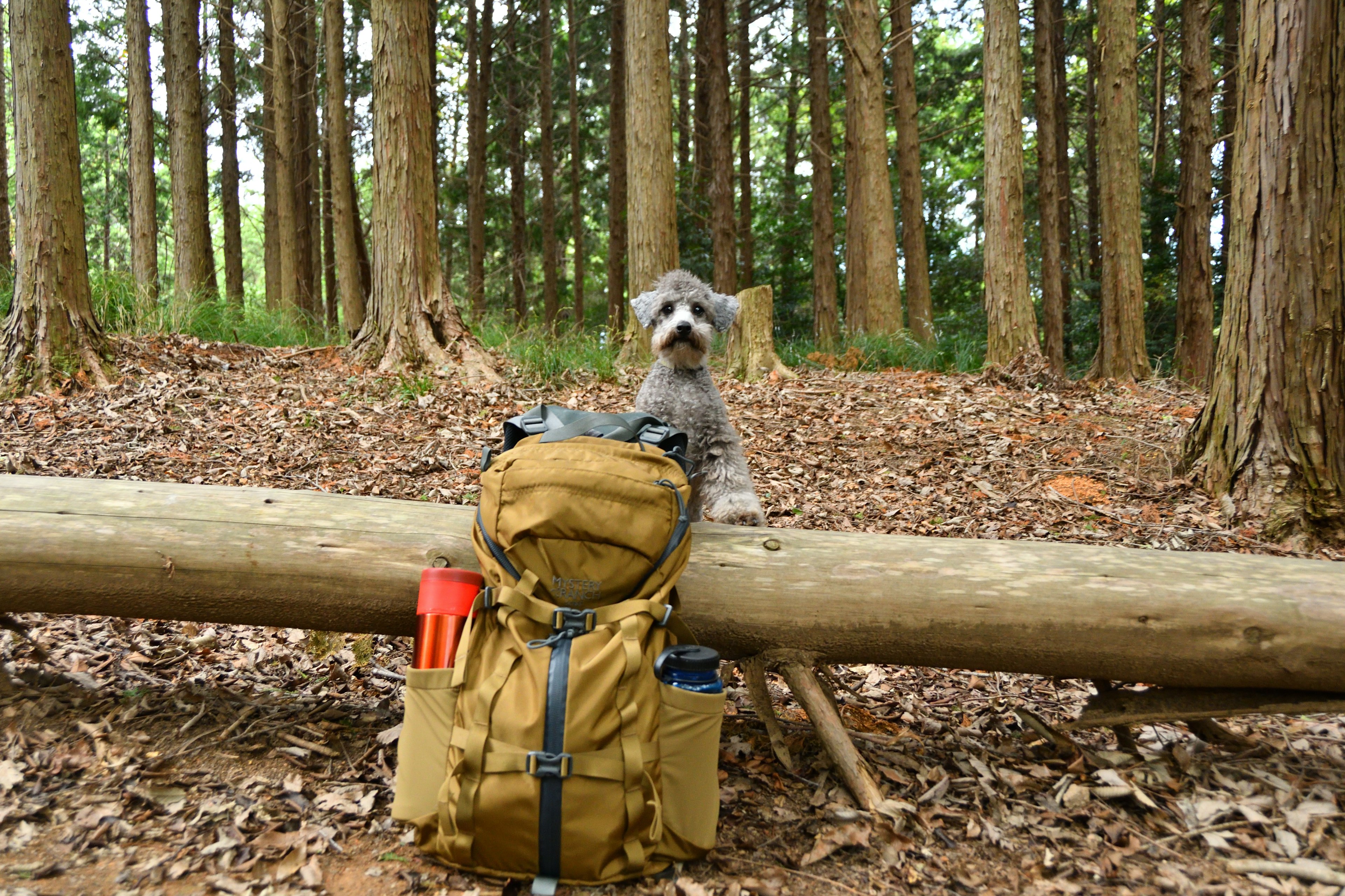 Ein Hund sitzt vor einem Rucksack in einem Wald