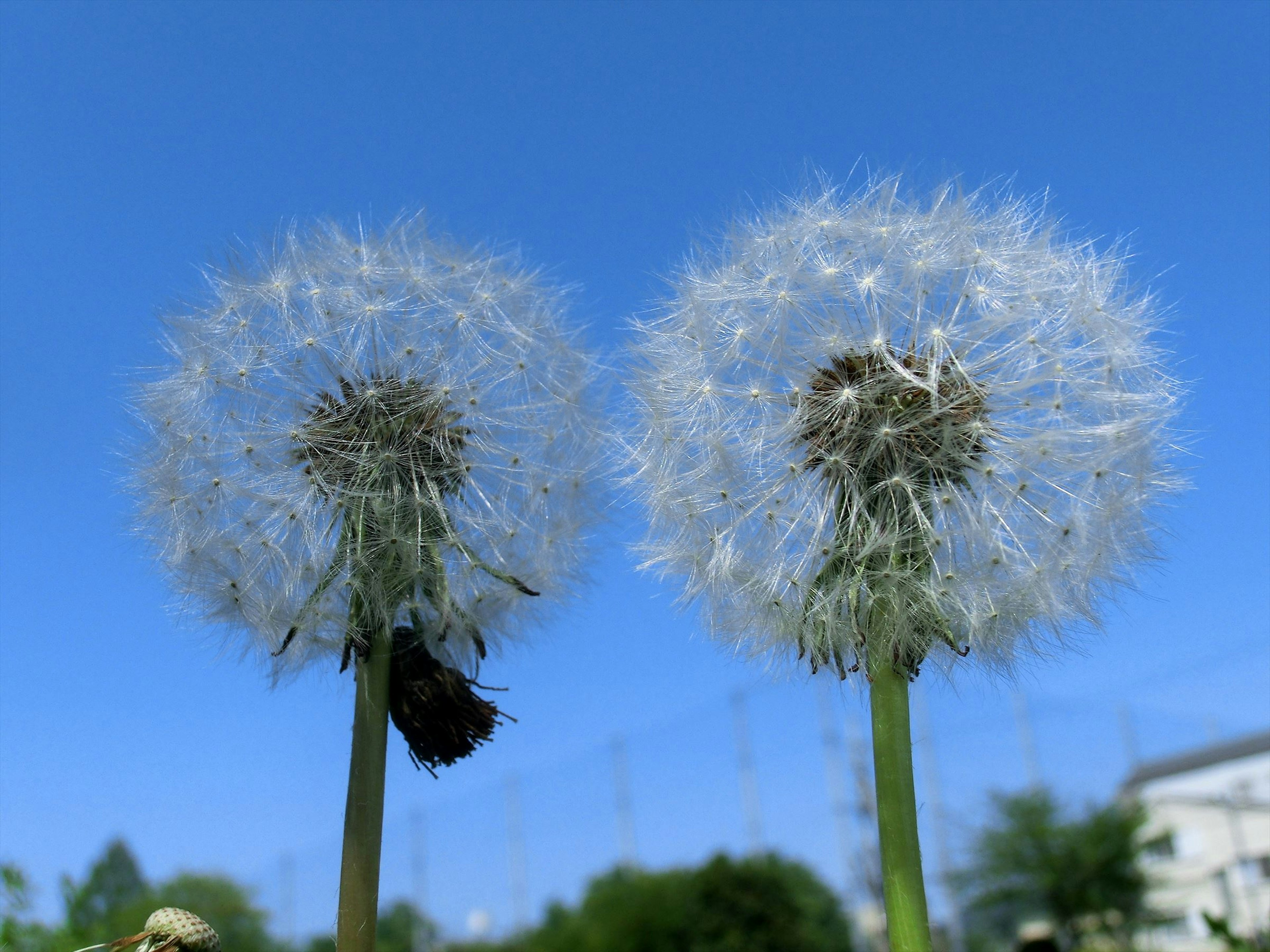 Dos cabezas de semillas de diente de león bajo un cielo azul