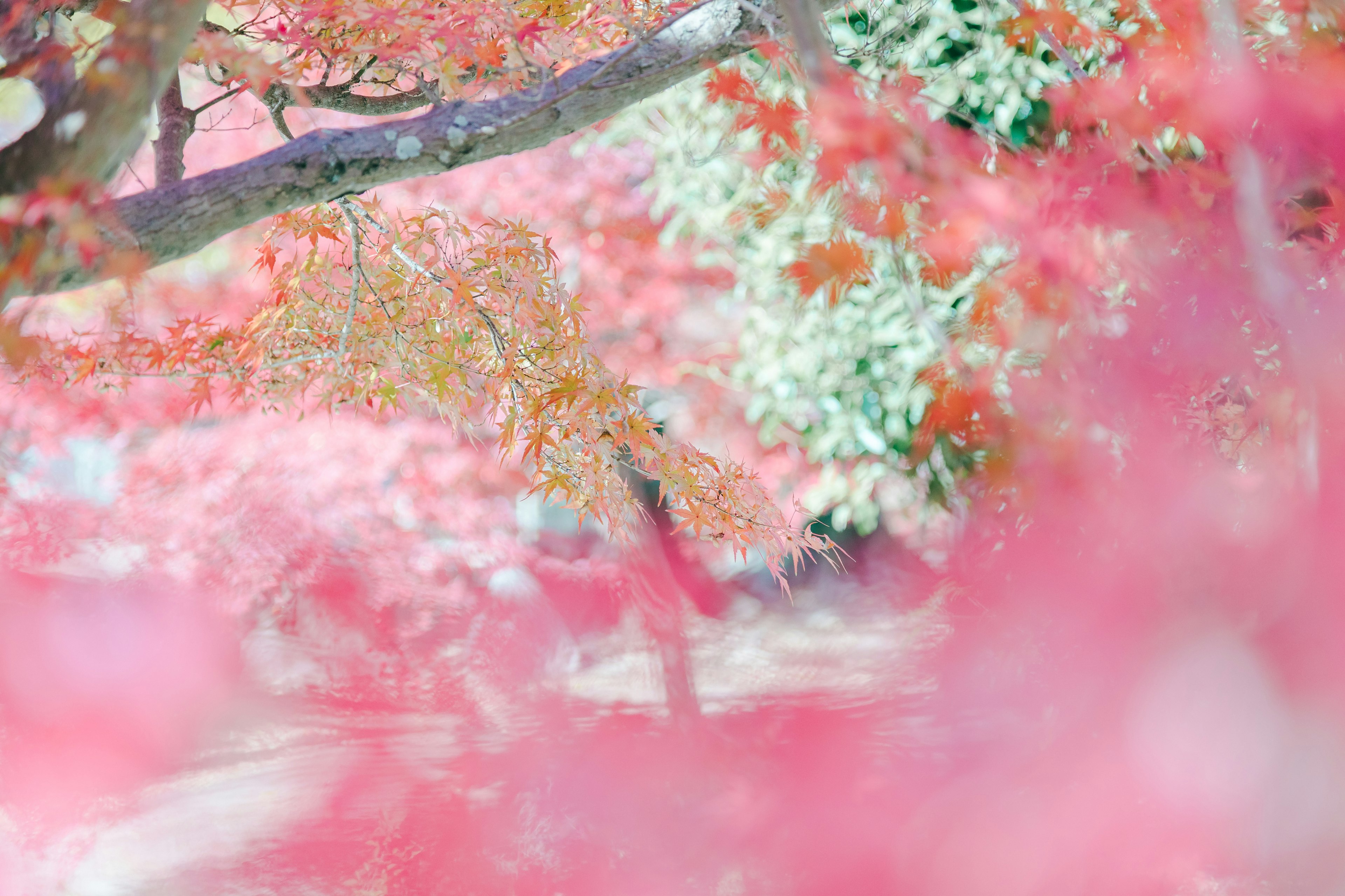 Suave paisaje de árboles con hojas rosas