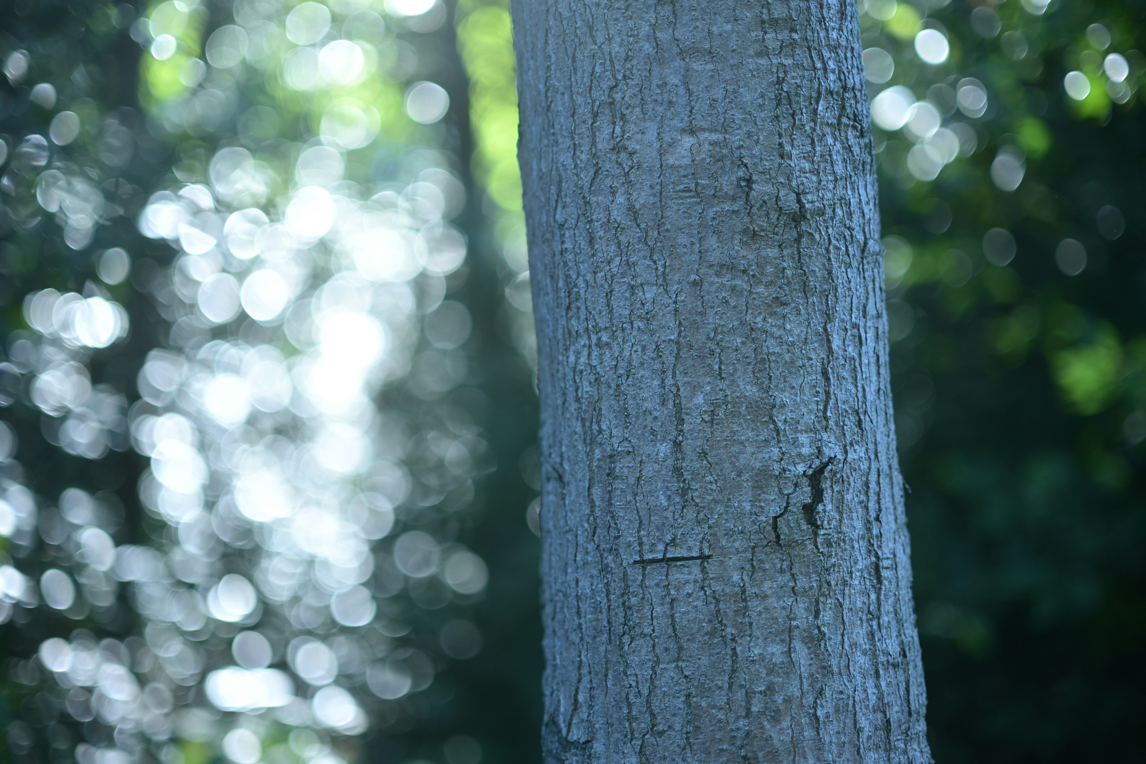 Tronco d'albero con sfondo verde sfocato