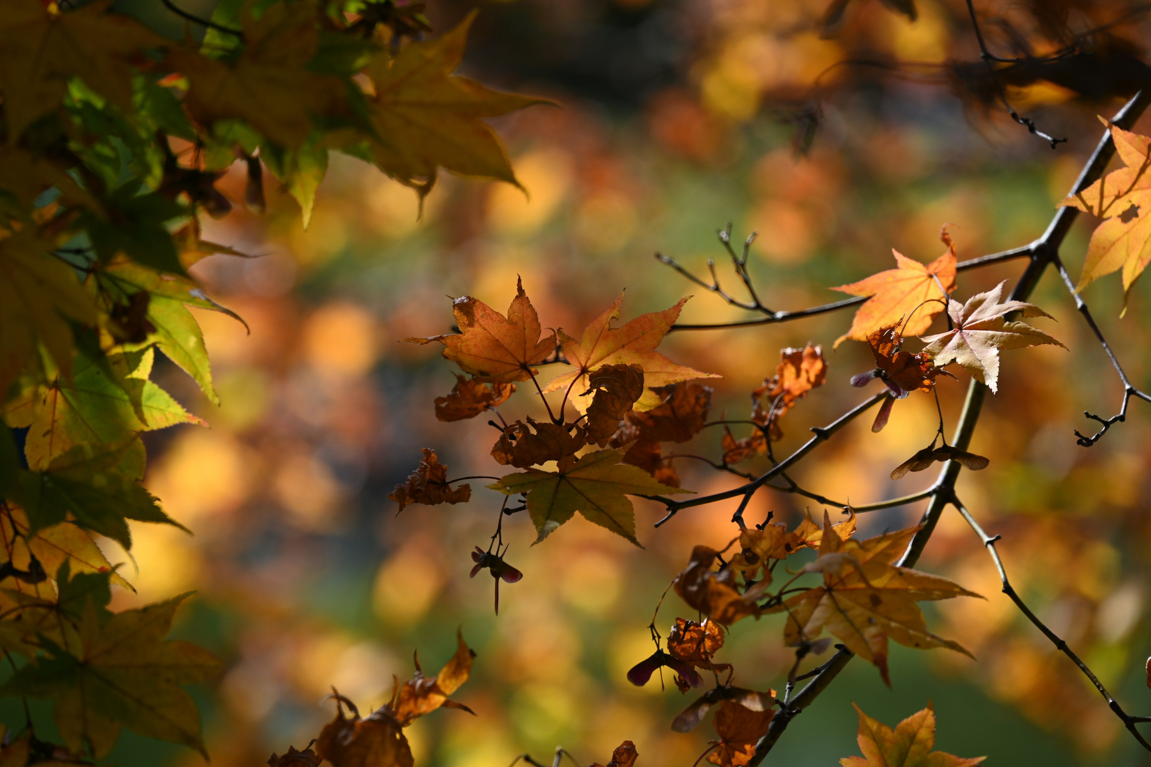 Close-up of autumn leaves in vibrant colors on a branch