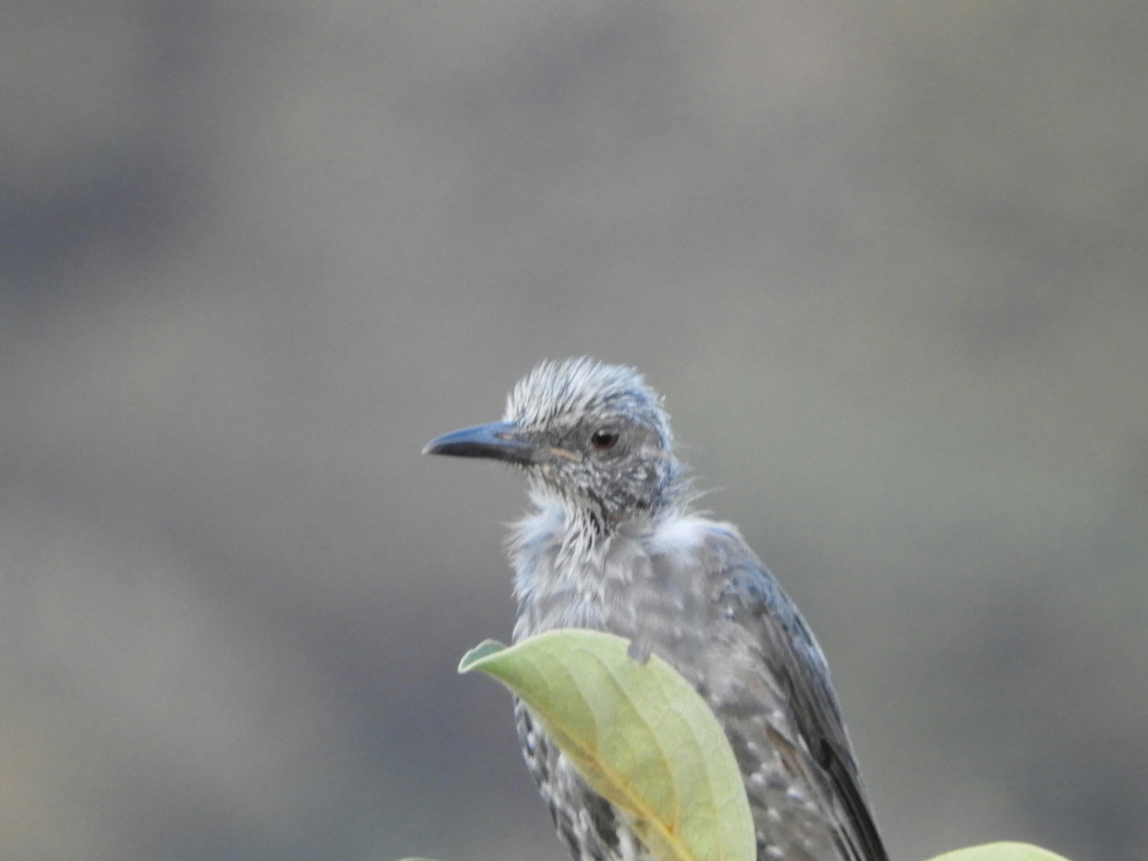 小さな灰色の鳥が葉の上に座っている