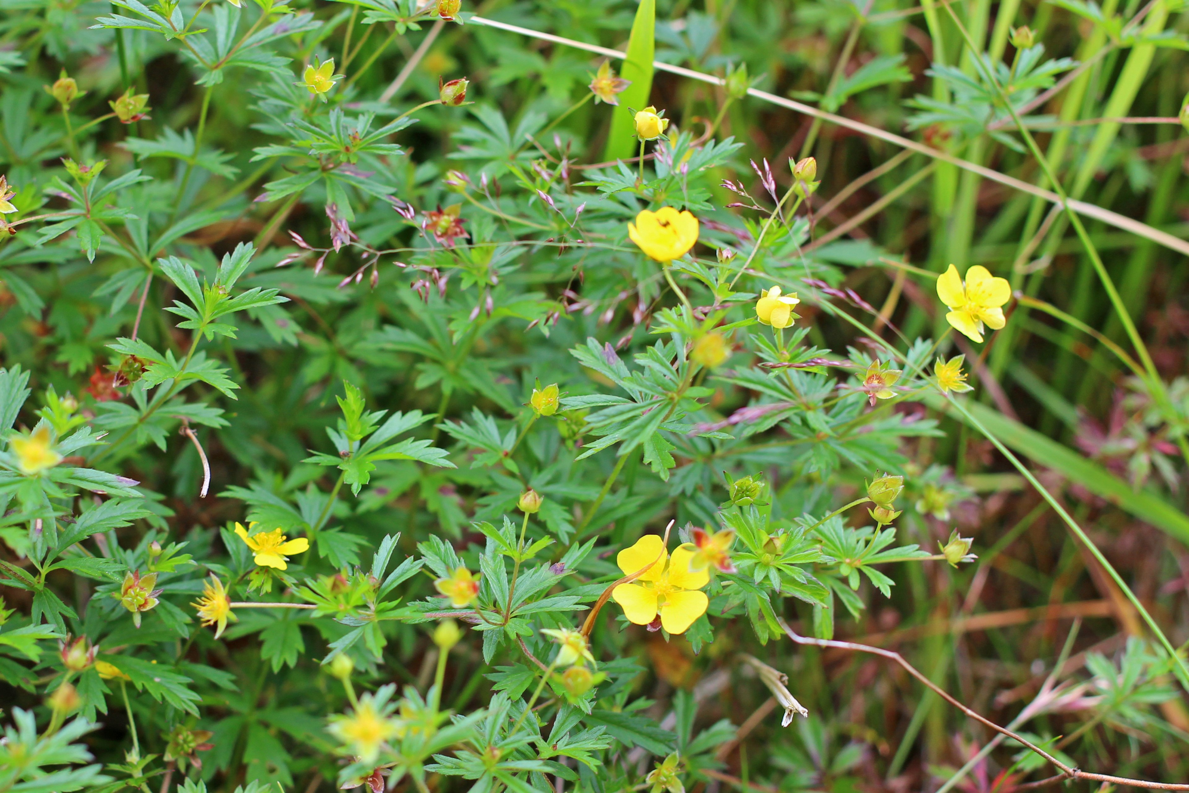 緑の葉の間に黄色い花が咲いている植物のクローズアップ