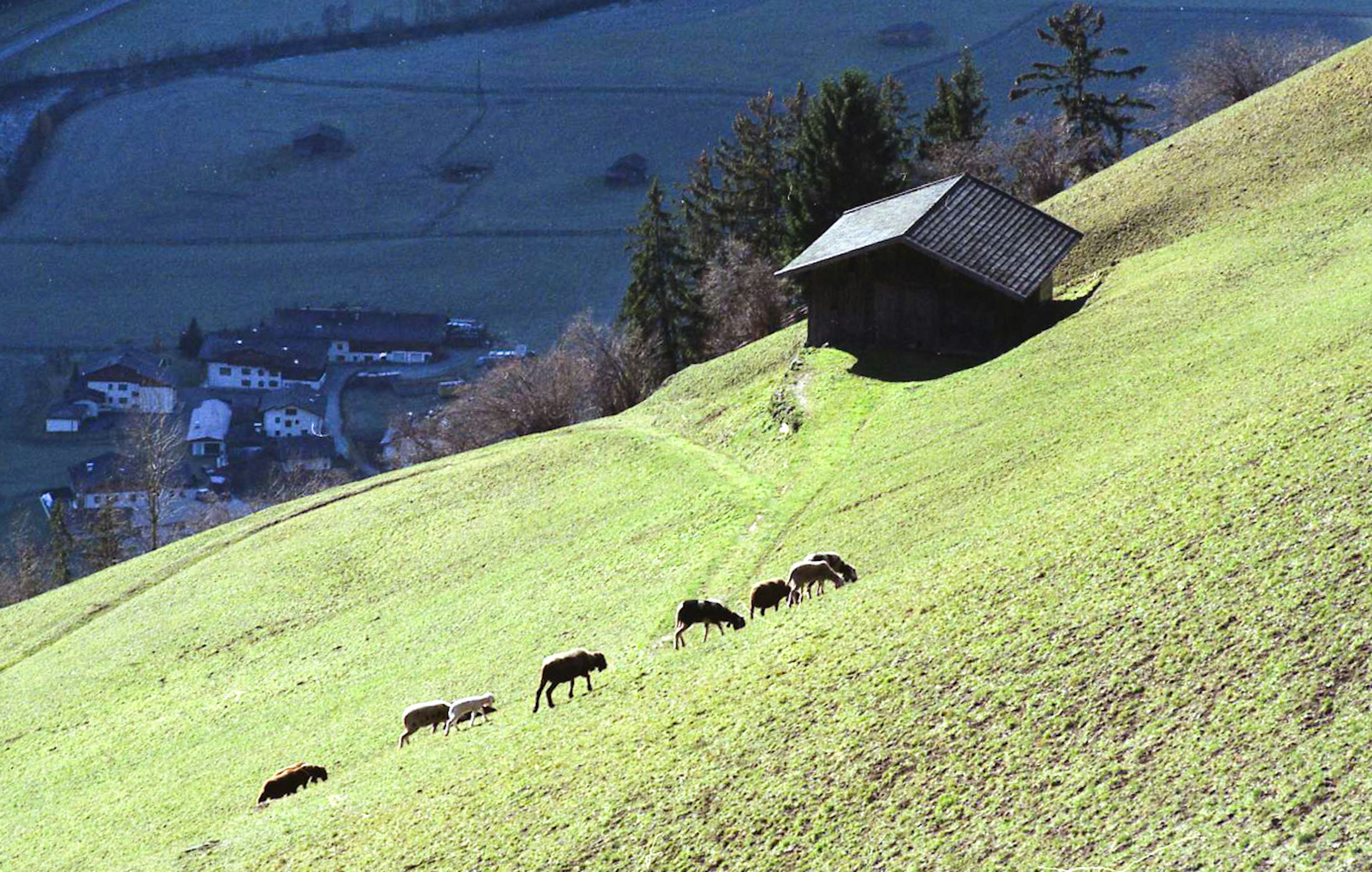 Mucche che pascolano su una collina verde con un piccolo capanno in legno